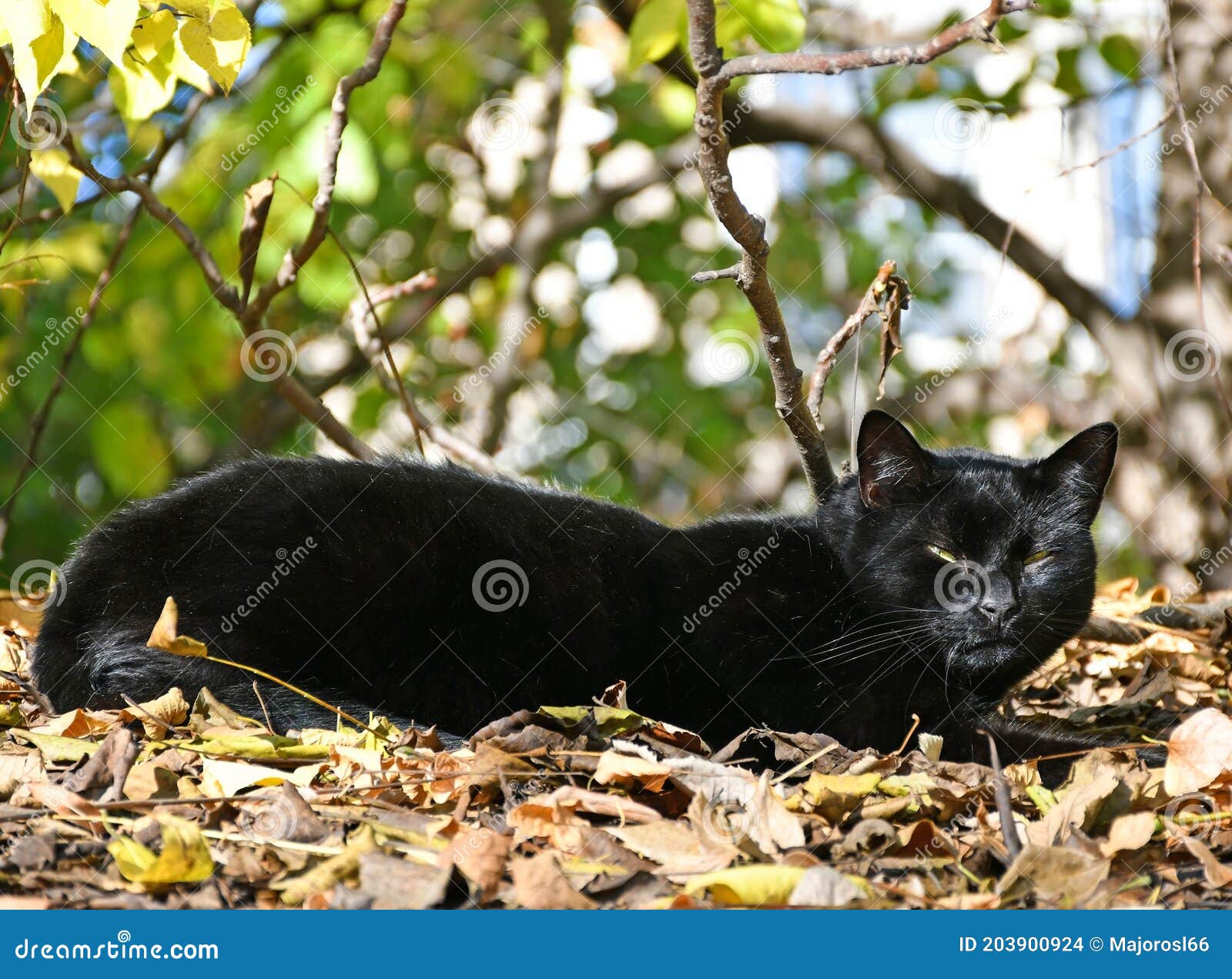 Black cat in the woods stock photo. Image of head, sitting 203900924