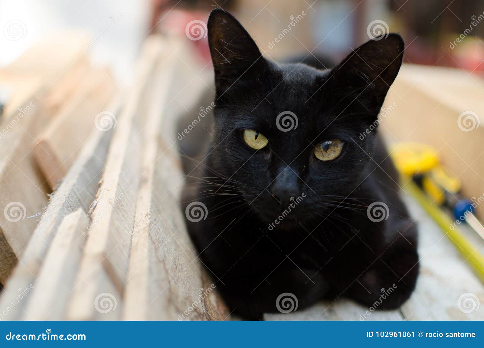 Black Cat and Woods. Carpenter's Cat Stock Image Image of indoors