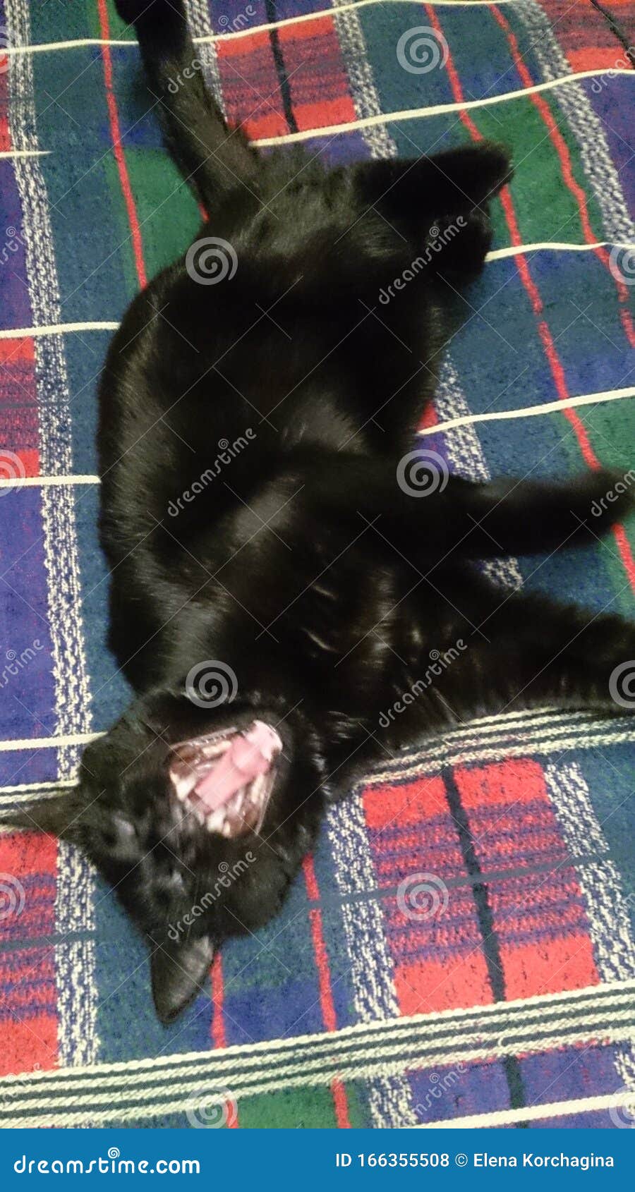 Black cat yawn stock photo. Image of yawn, black 166355508