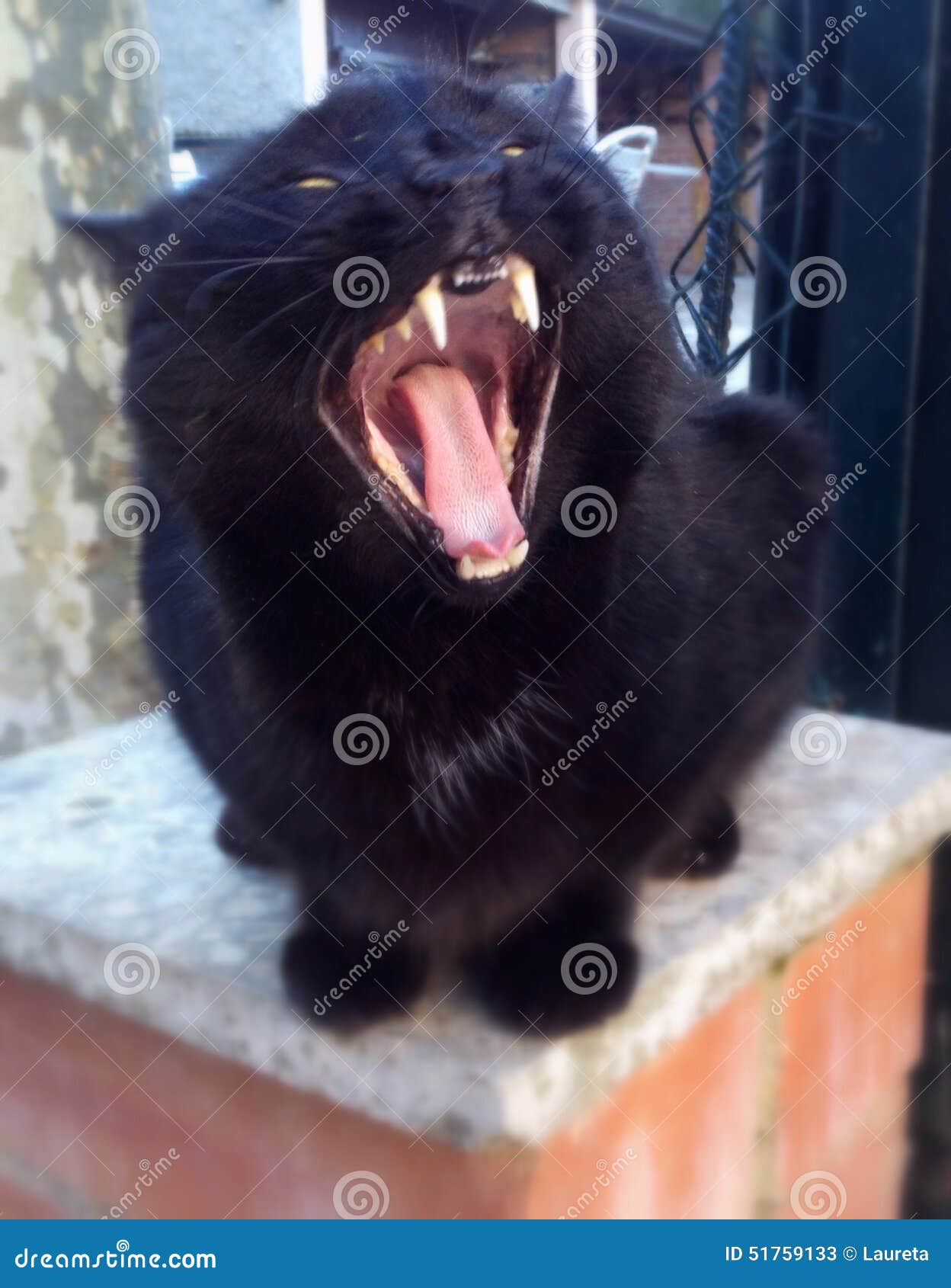 Black cat yawning stock image. Image of yawning, black 51759133