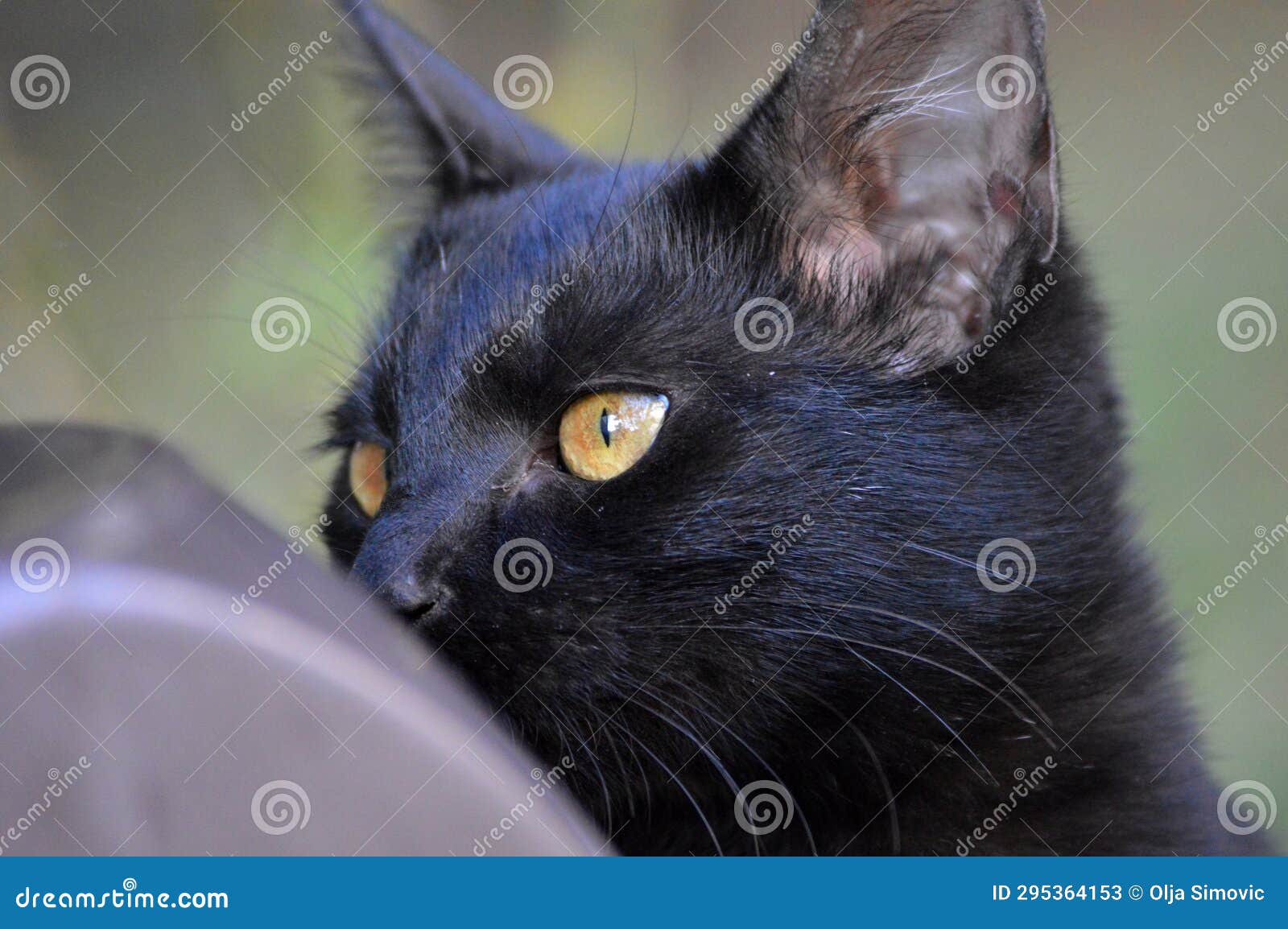 Black cat with yellow eyes stock image. Image of nose 295364153