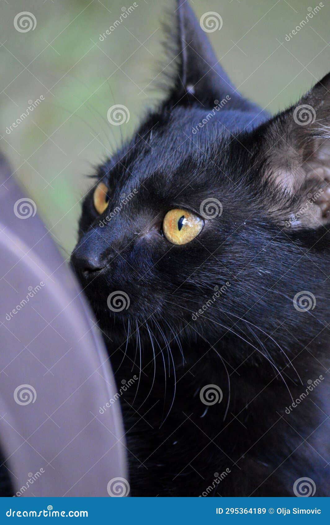 Black cat with yellow eyes stock image. Image of eyes 295364189