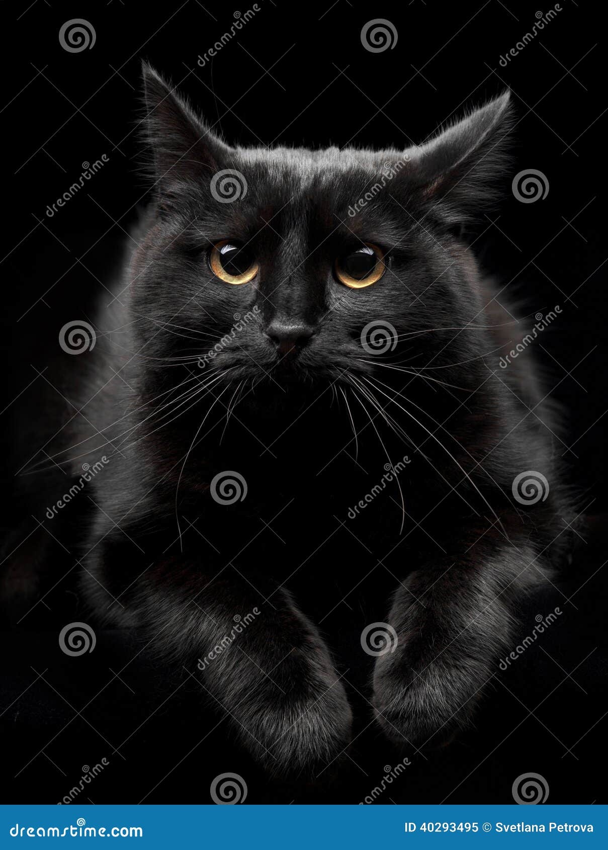 Black cat with yellow eyes stock image. Image of closeup 40293495