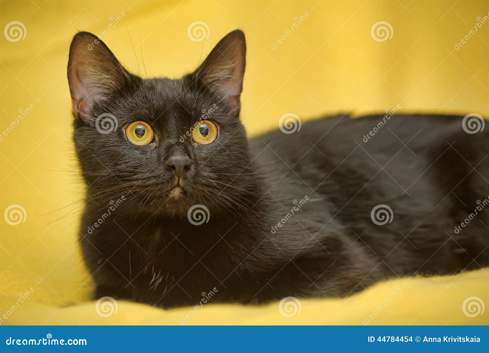 Black cat with yellow eyes stock photo. Image of eyes 44784454