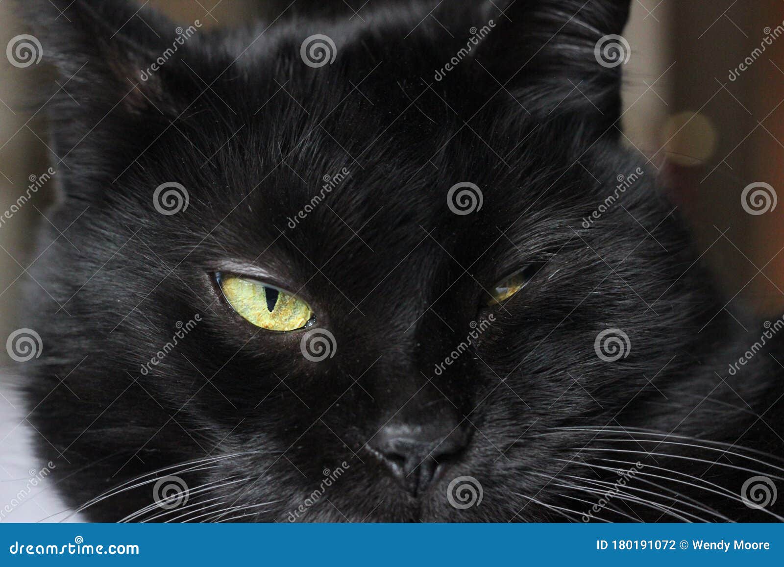 Head of a cute black cat with wide open yellow eyes. Glorious face