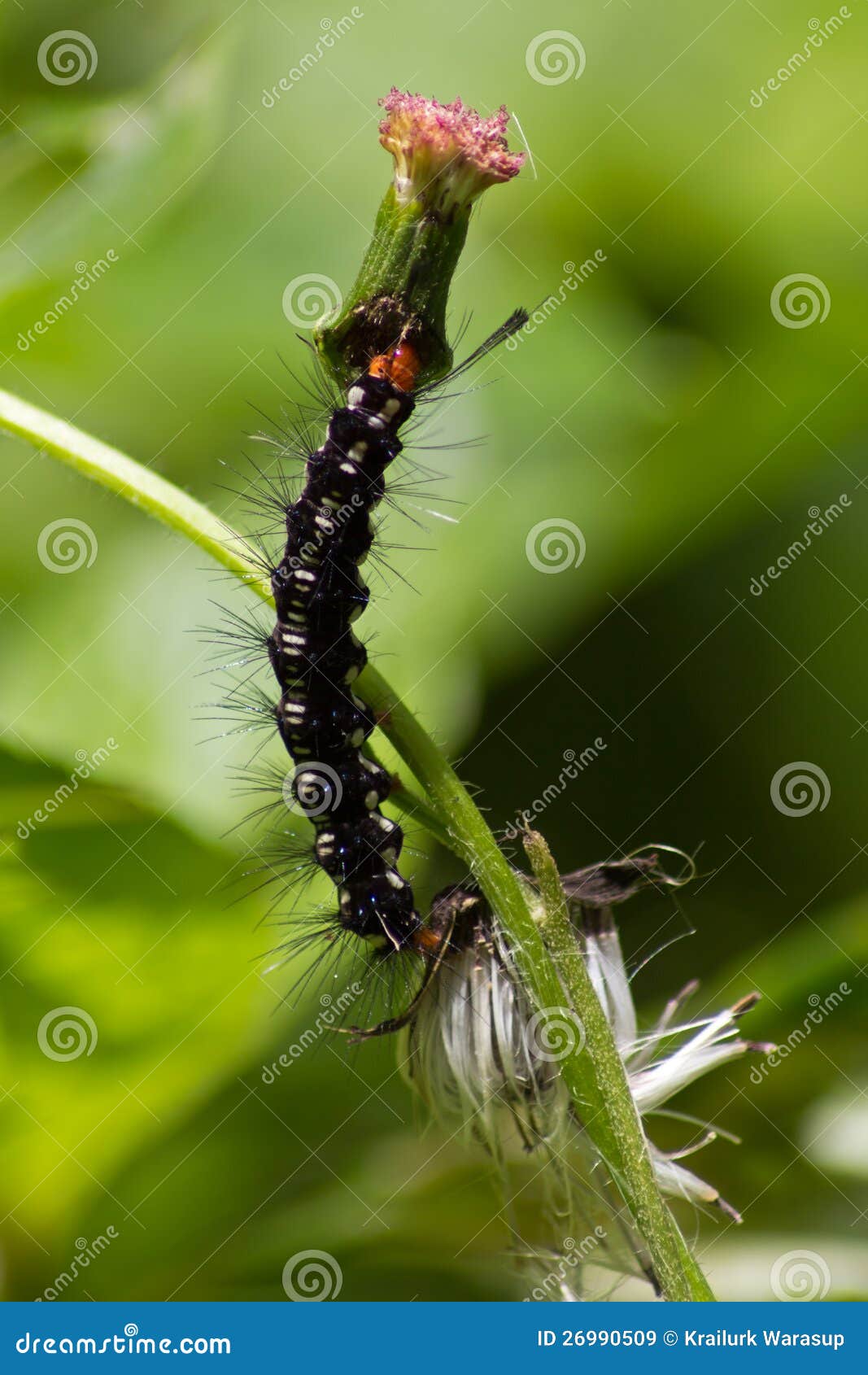 Black Caterpillar stock image. Image of insect, closeup 26990509