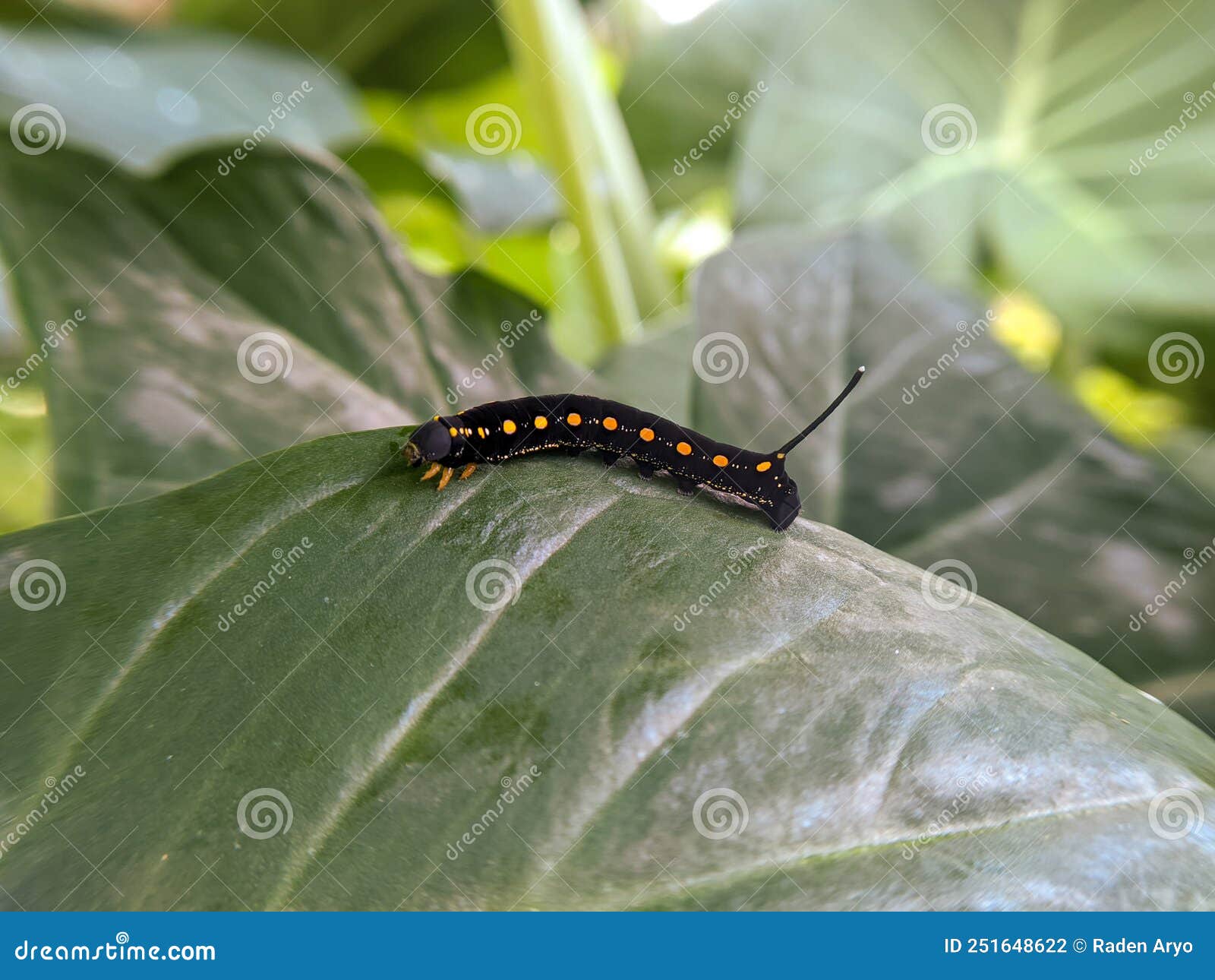 The Black Caterpillar with Antenna is Living in the Leaves Stock Photo