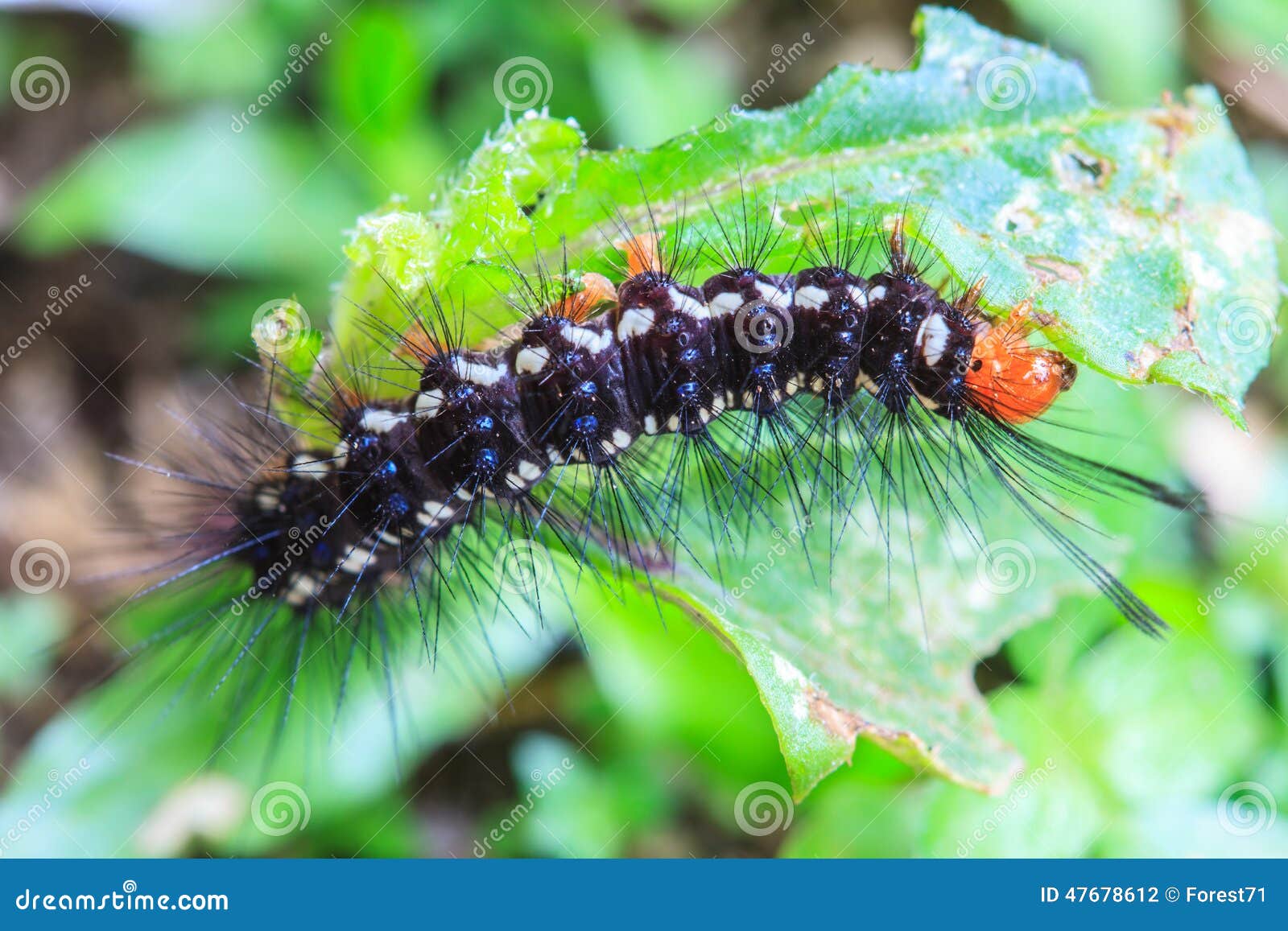 Black caterpillar stock photo. Image of closeup, black 47678612