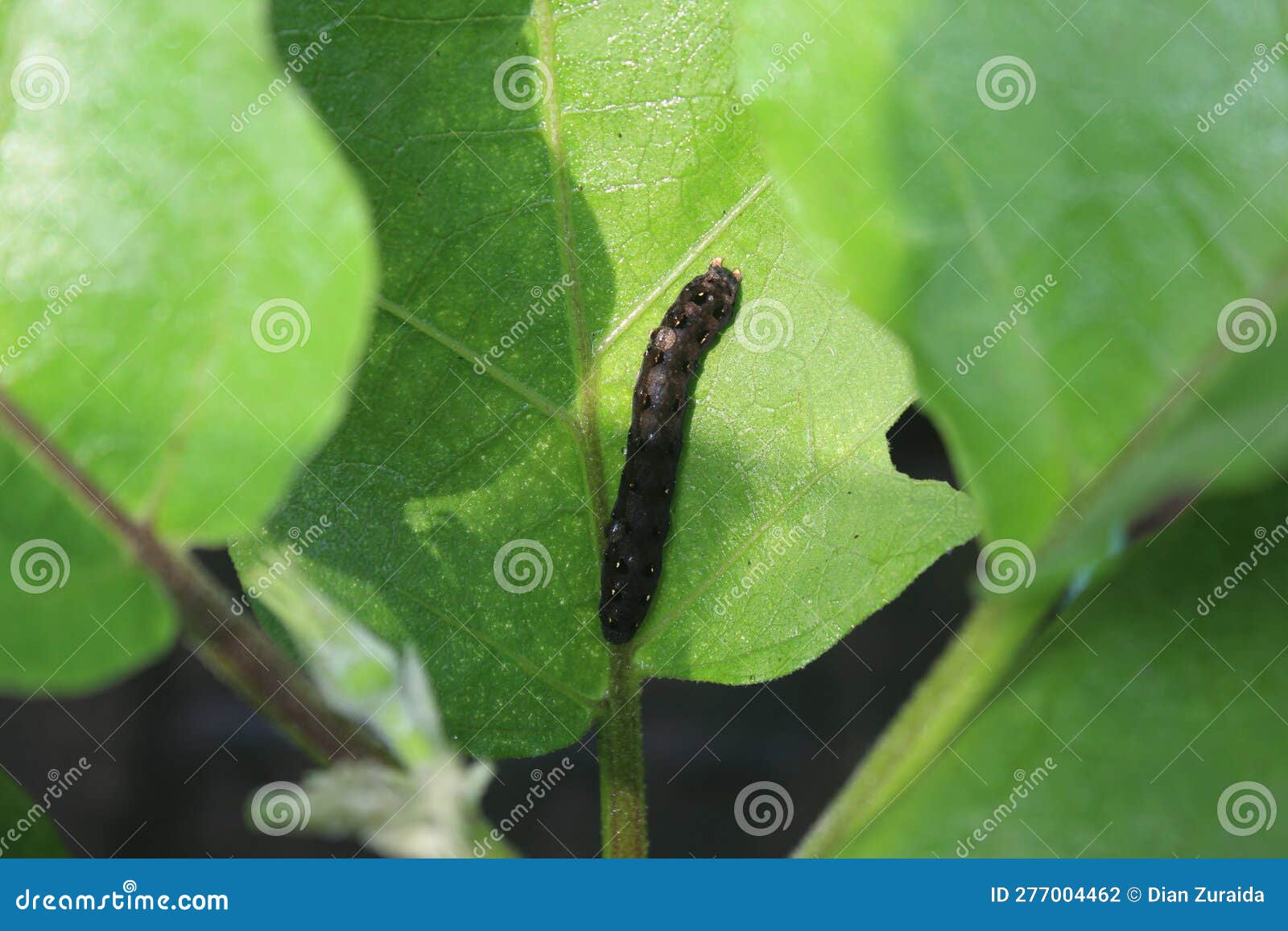 A black caterpillar stock photo. Image of produce, nature 277004462