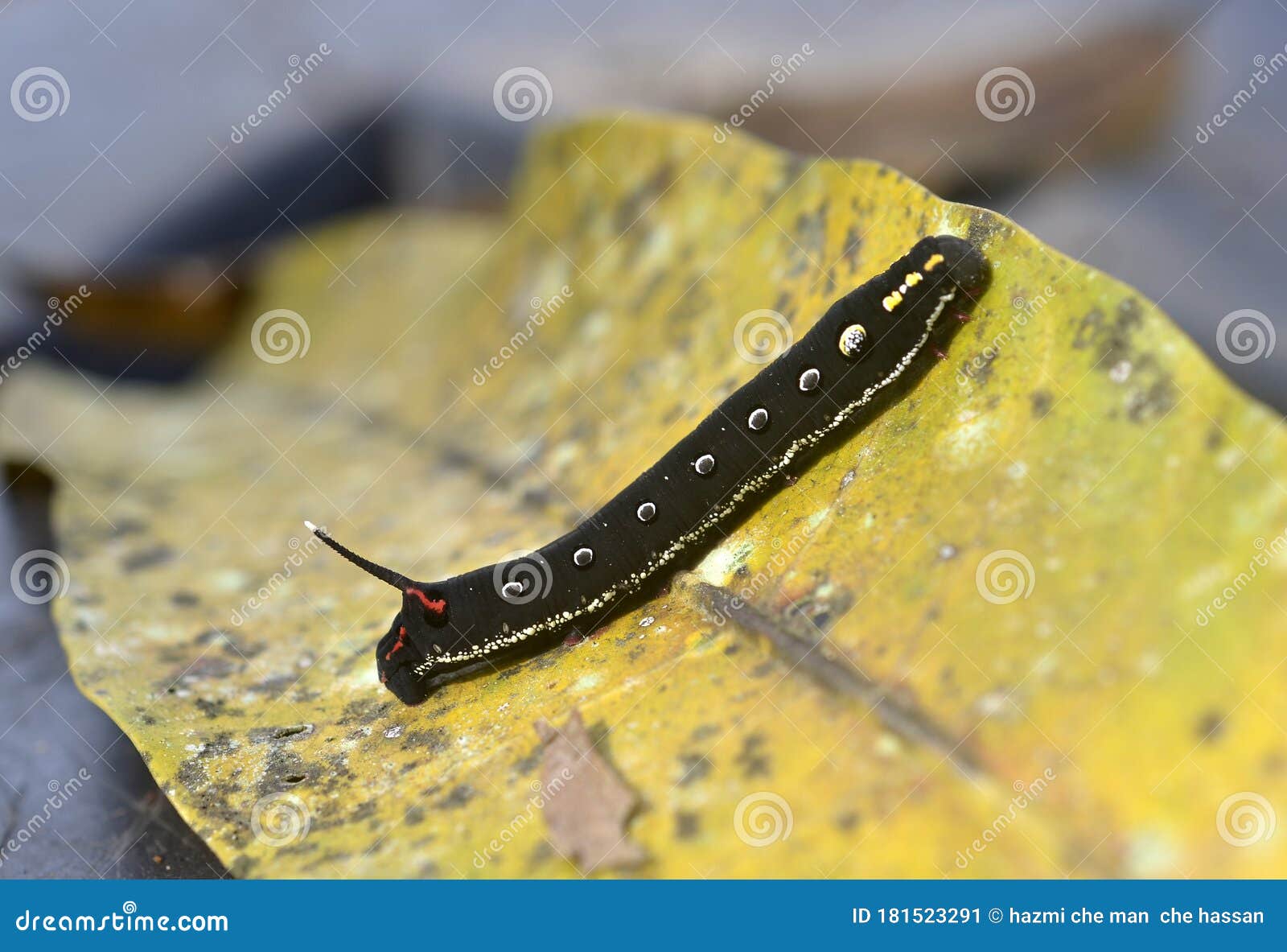 Black caterpillar on leaf stock image. Image of pest 181523291