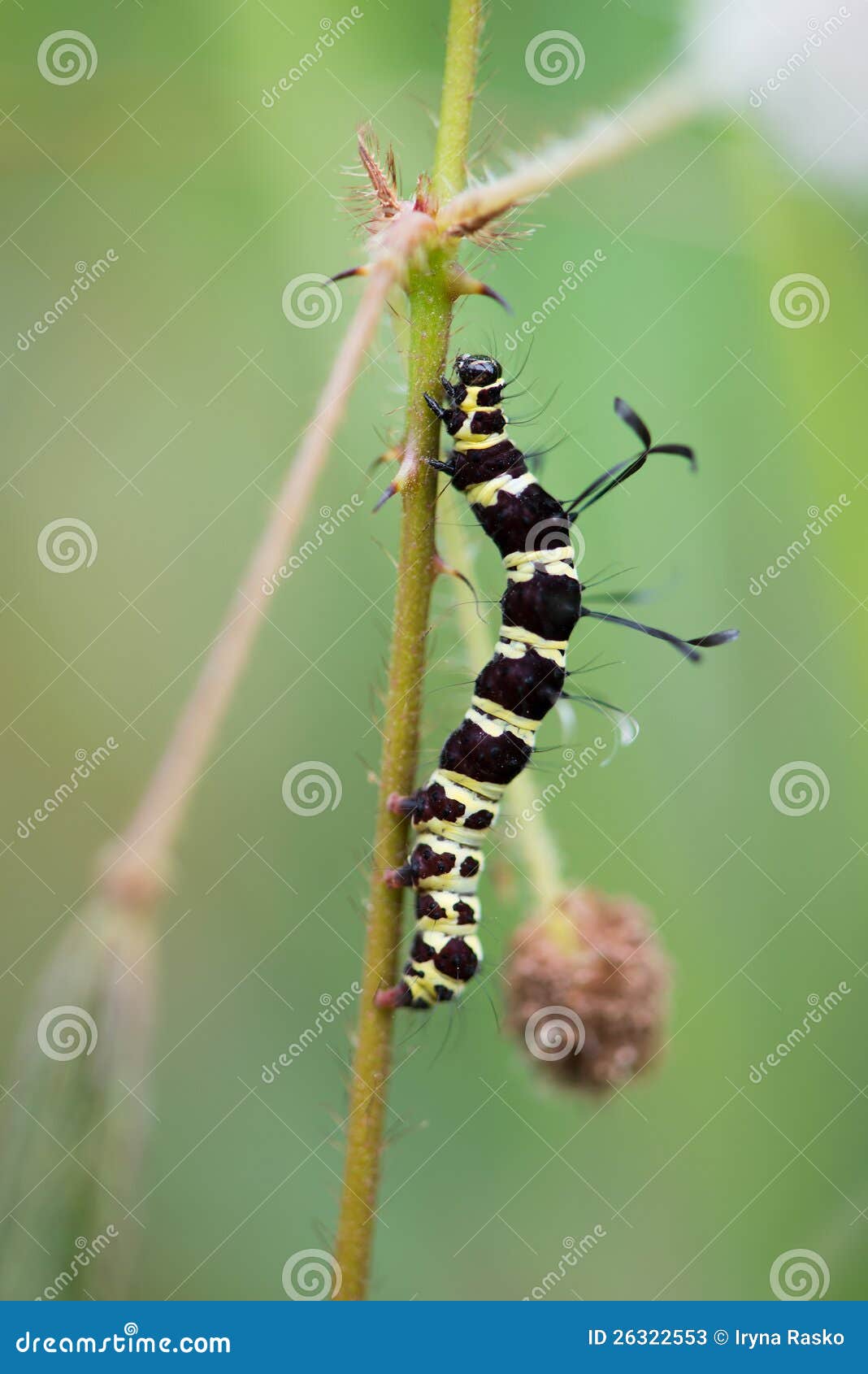 caterpillar green with black stripes caterpillar green with black stripes