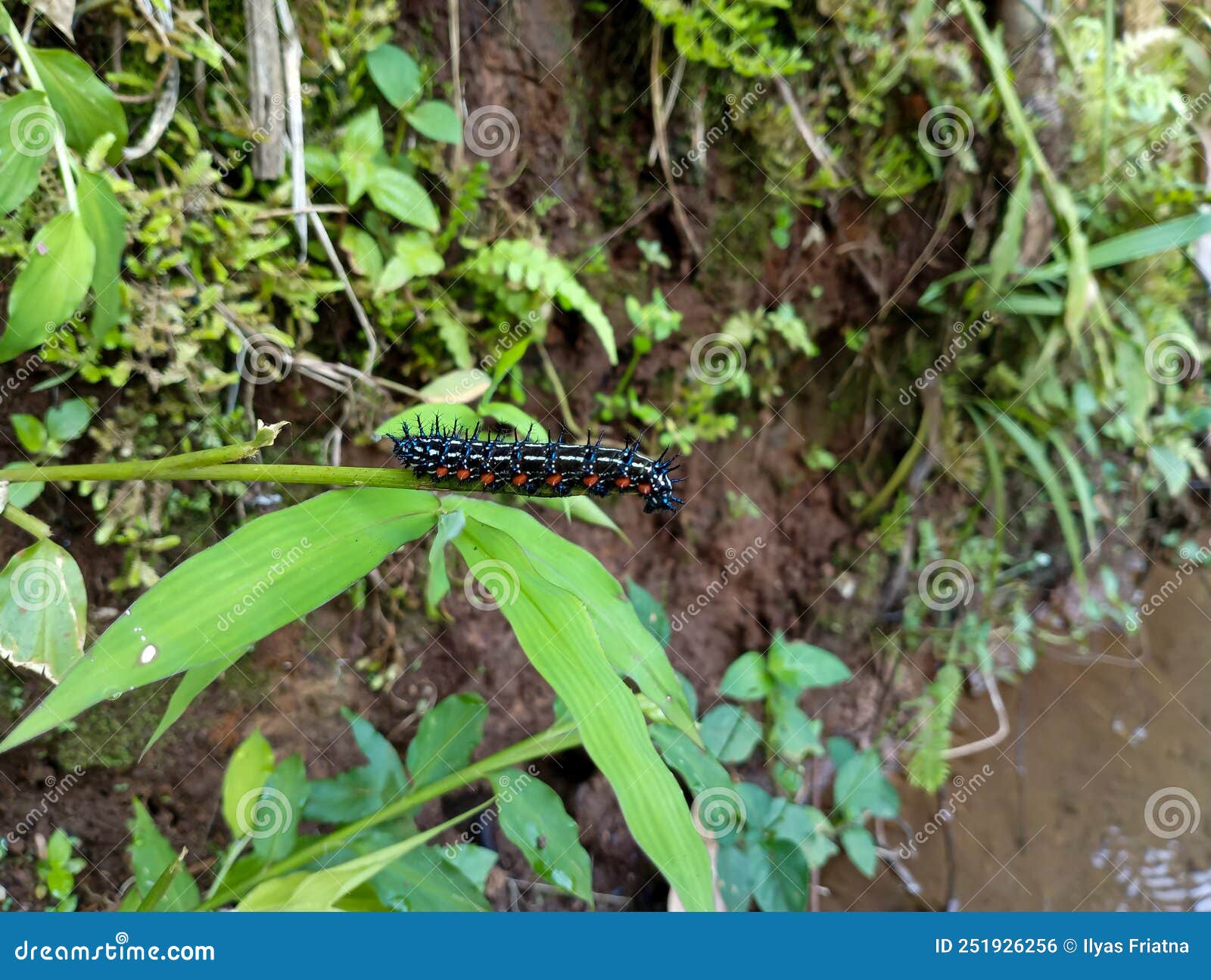 Black Caterpillar on a Tree Branch Stock Photo Image of grass, plant