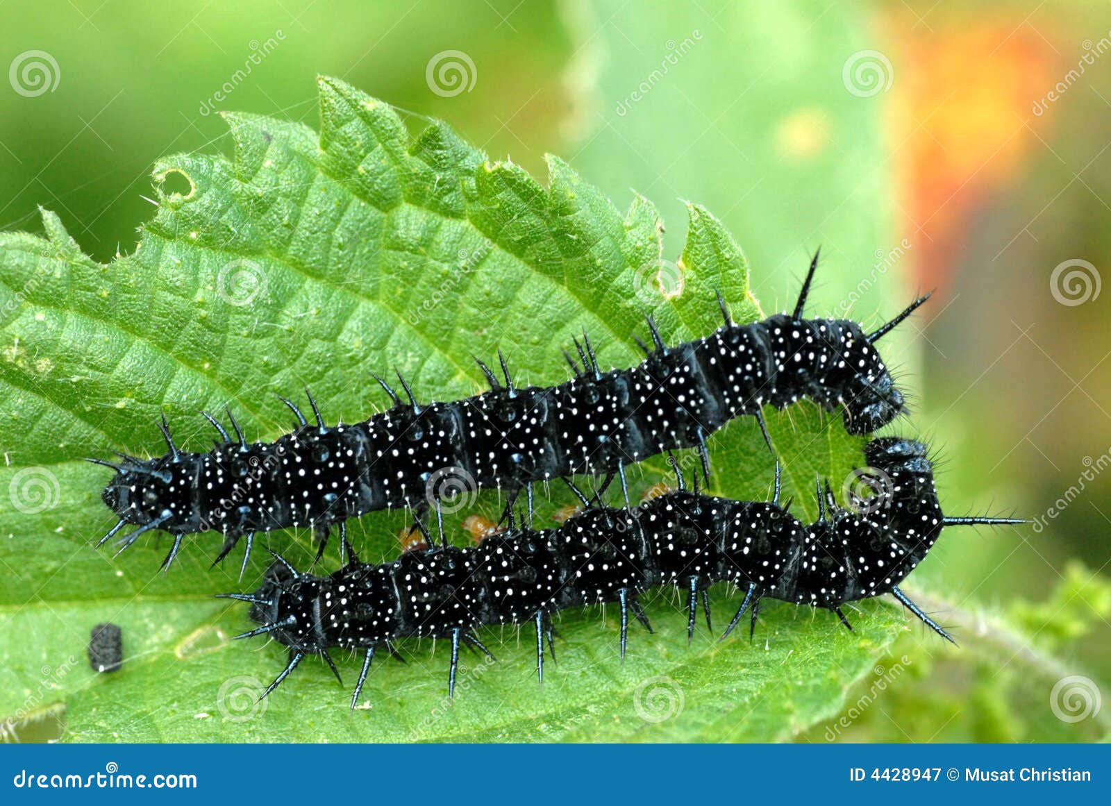 Black caterpillars stock image. Image of insect, black 4428947