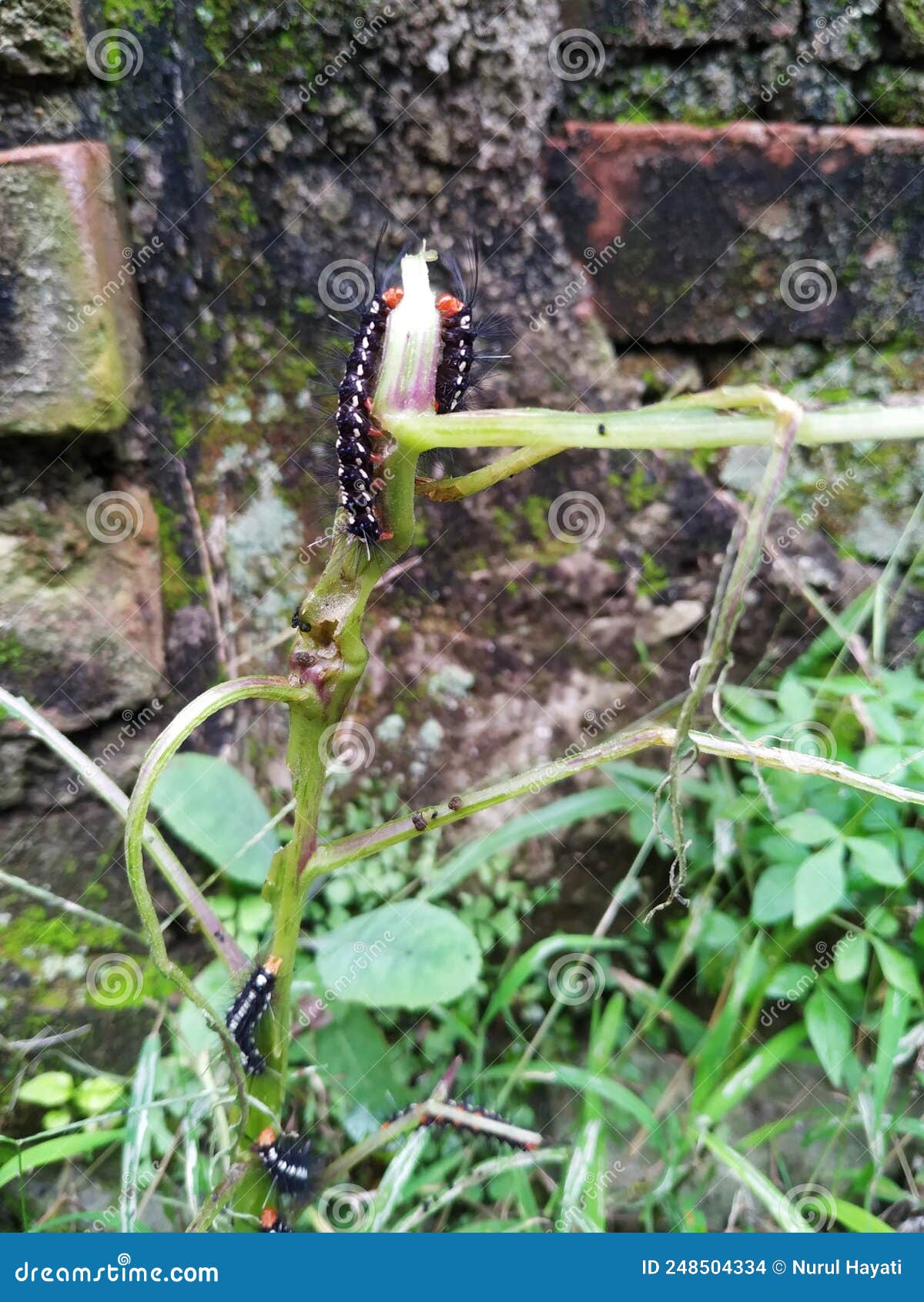 Black Caterpillars Eating Plants Together Stock Photo Image of animal