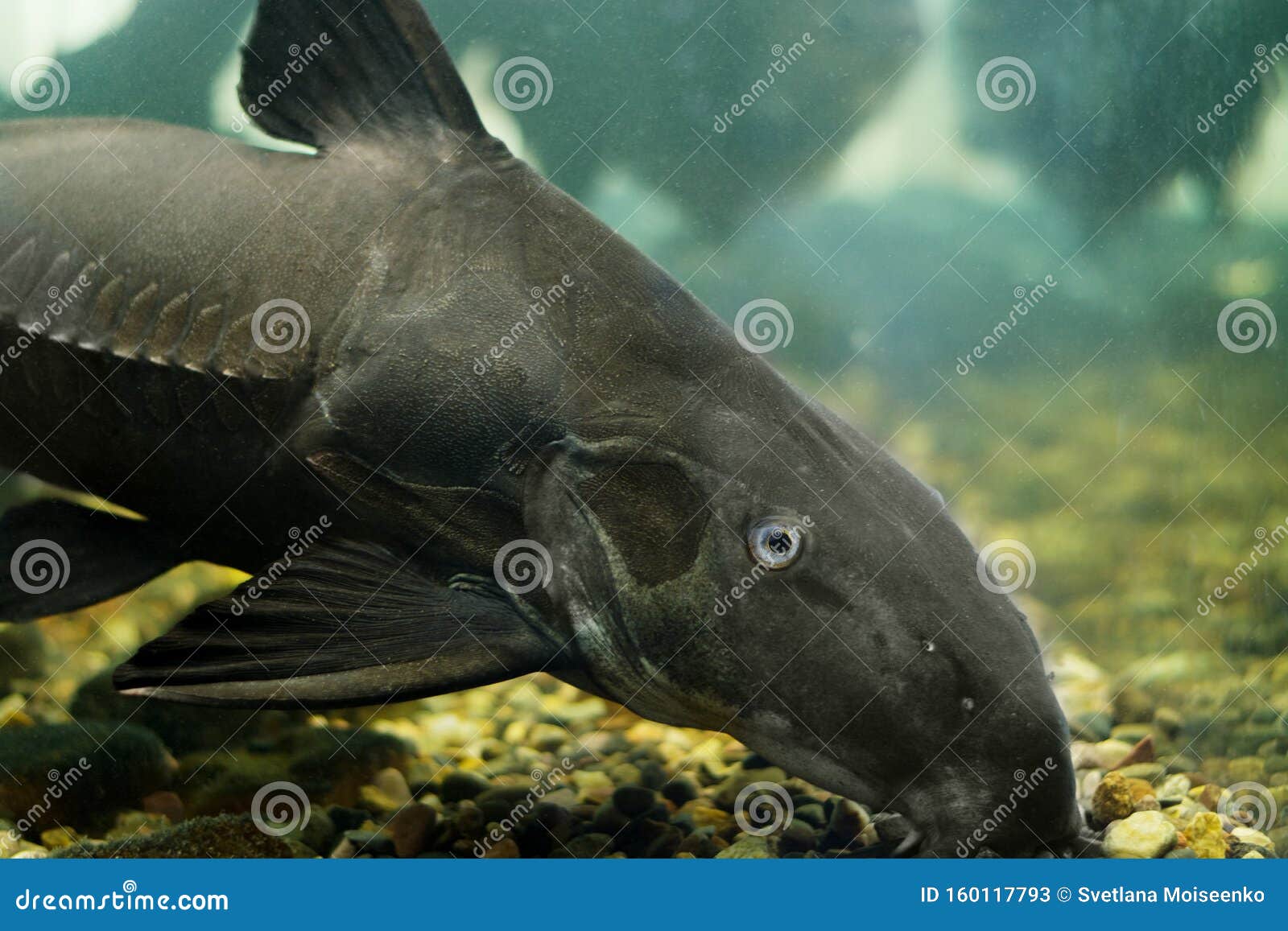 Black Catfish. Oxydoras Niger. Freshwater Fish in the River. Stock