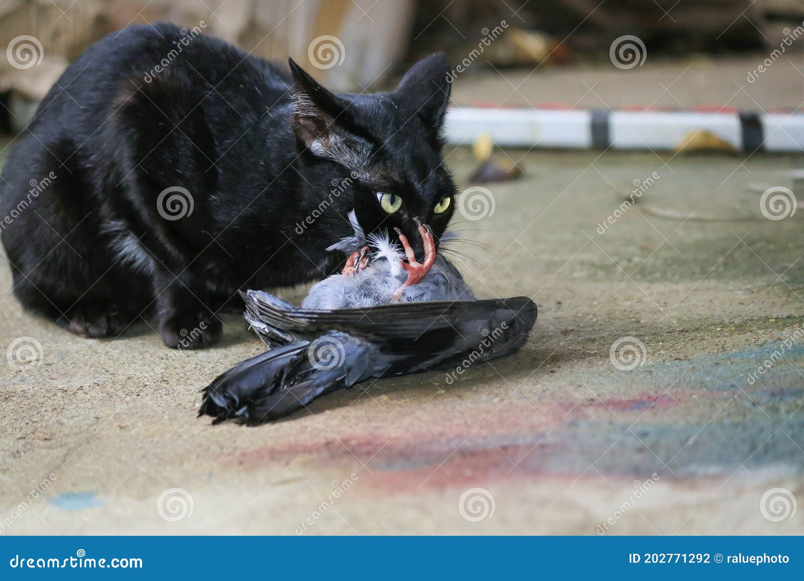 Black Cats are Hunting and Eating Pigeons Stock Photo Image of