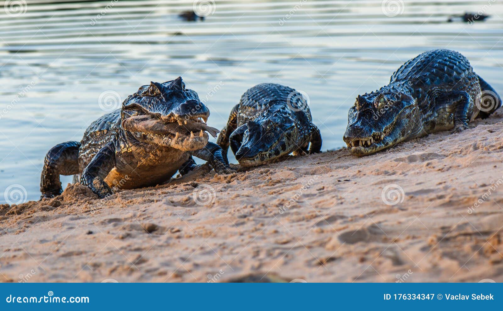 black cayman  niger south america