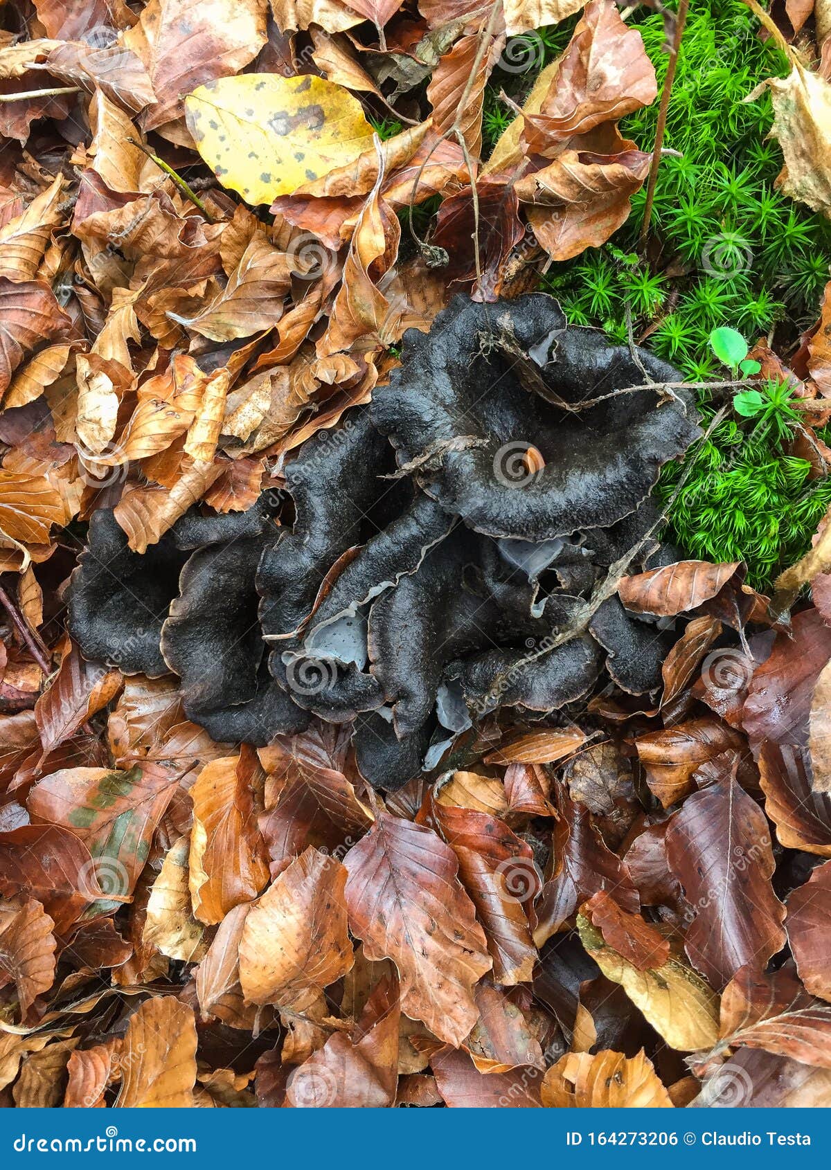 Black Chanterelle in the Undergrowth Stock Photo Image of fibers