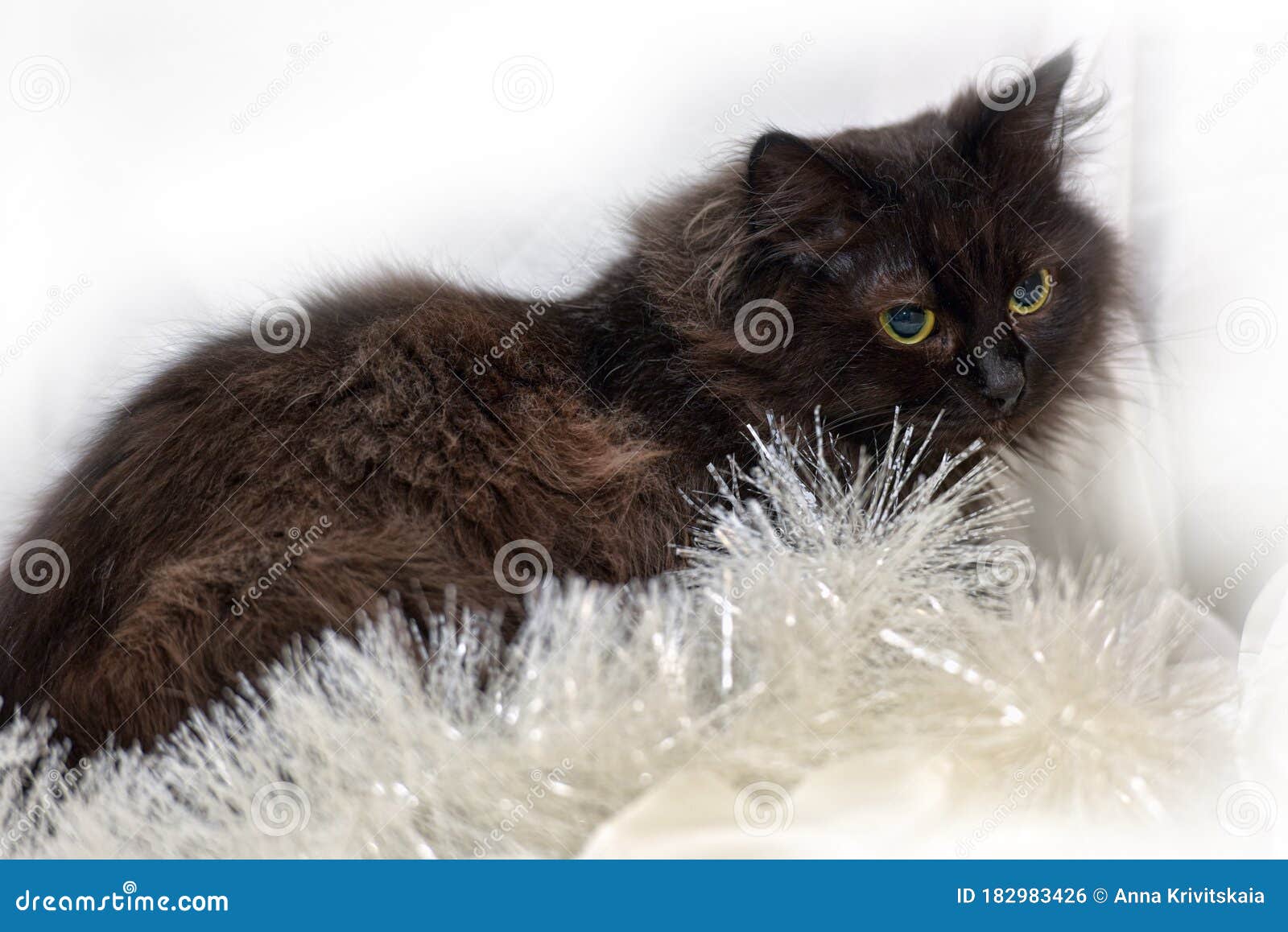 Black Chantilly Tiffany Cat with Yellow Eyes Stock Photo Image of