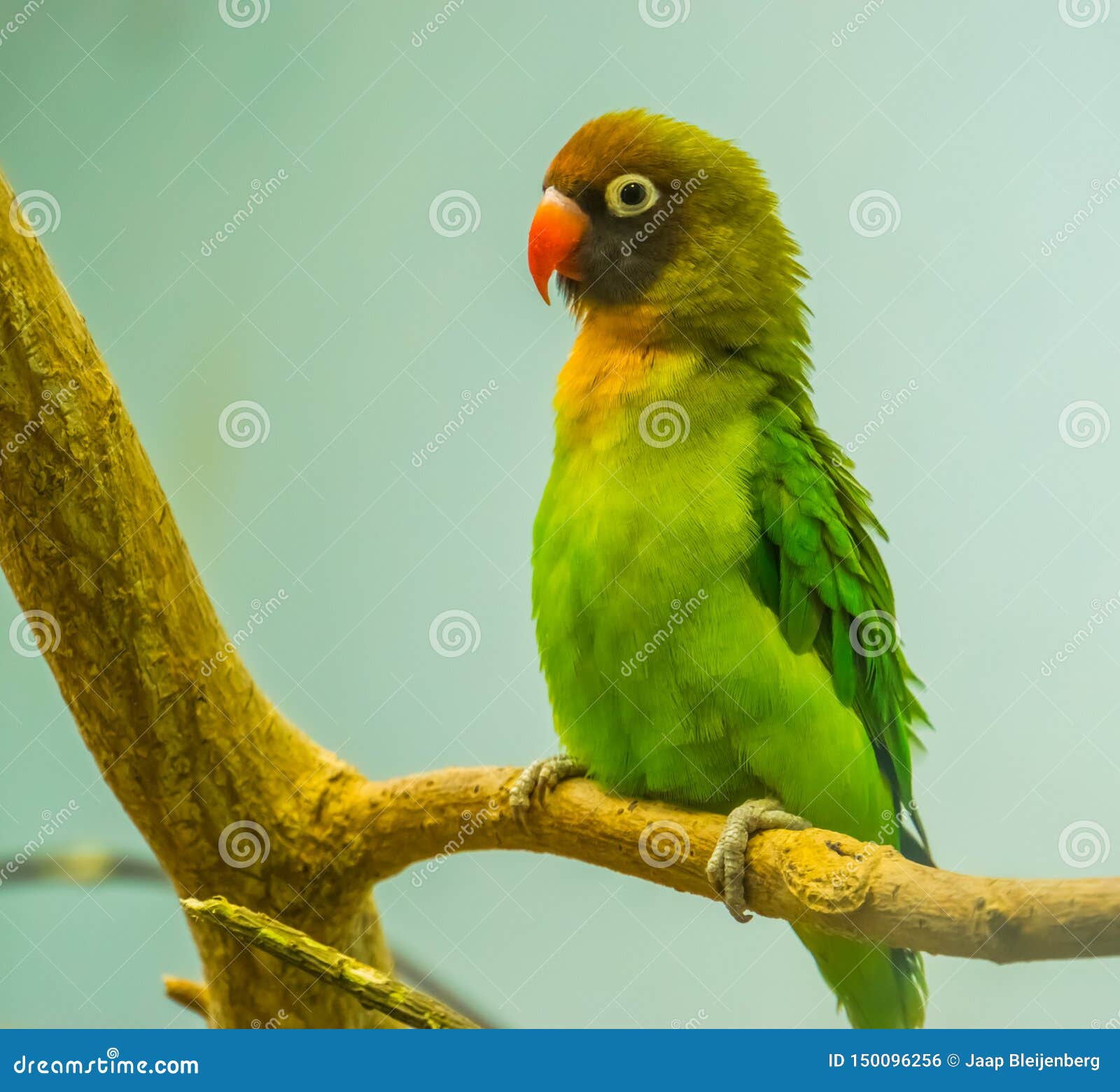 black cheeked lovebird in closeup, near threatened tropical bird specie from zambia, africa