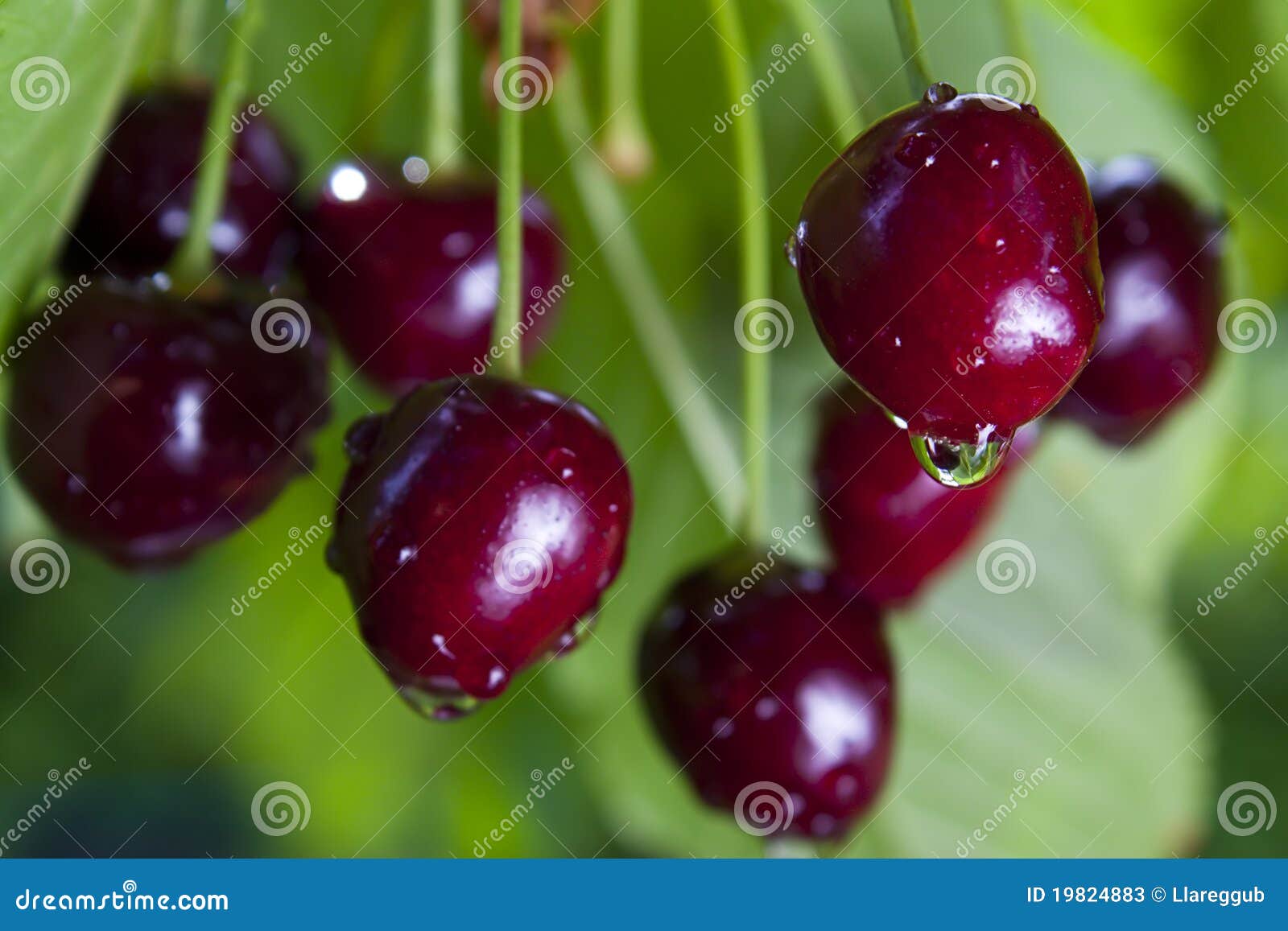 Black Cherries stock image. Image of ripe, ingredient 19824883