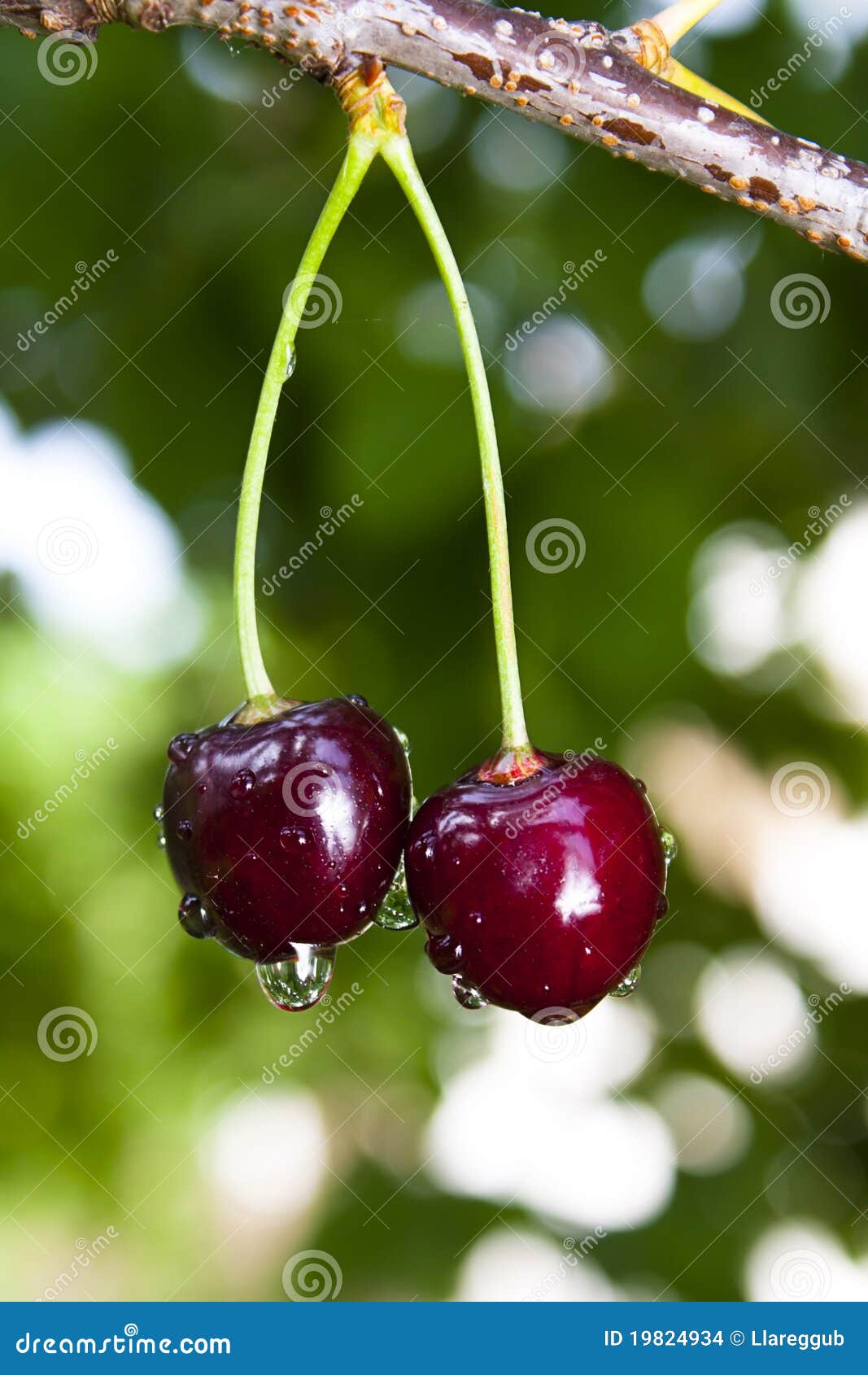 Black Cherries stock photo. Image of snack, tree, droplets 19824934