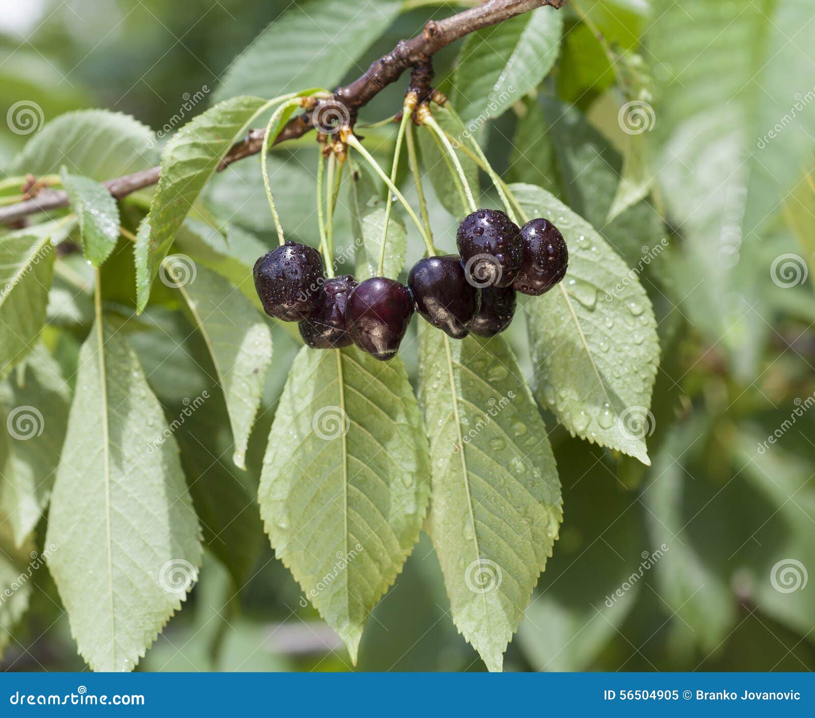 Black Cherries on the Branch Stock Image Image of frost, sports 56504905