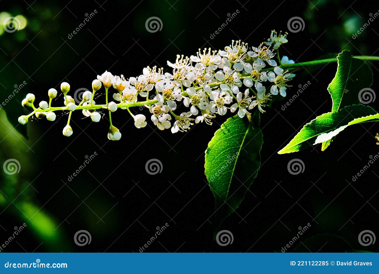 Black cherry tree flower stock image. Image of nature 221122285