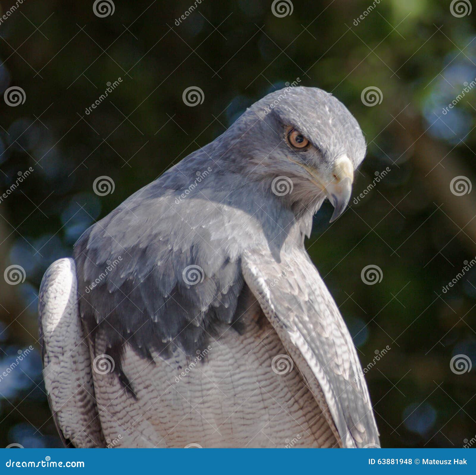 black chested buzzard eagle, aguja