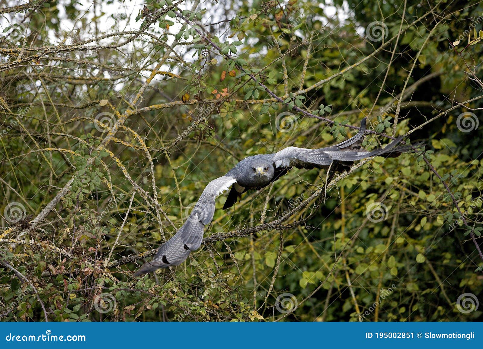 black-chested buzzard-eagle geranoaetus melanoleucus, adult in flight