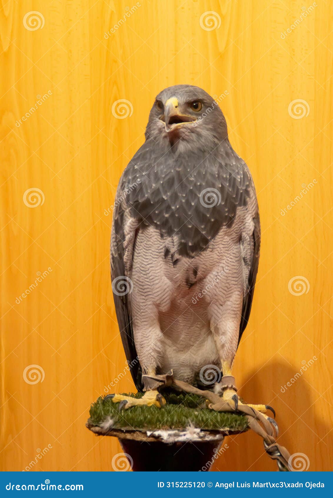 black-chested buzzard-eagle, geranoaetus melanoleucus, bird of prey used in falconry.