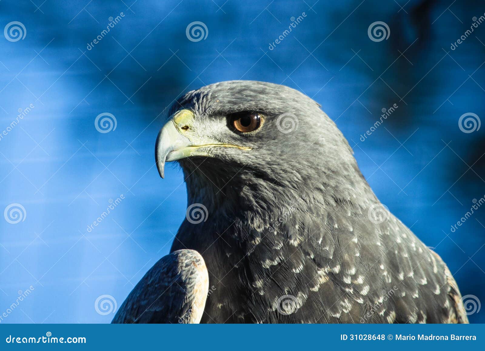 black chested buzzard eagle