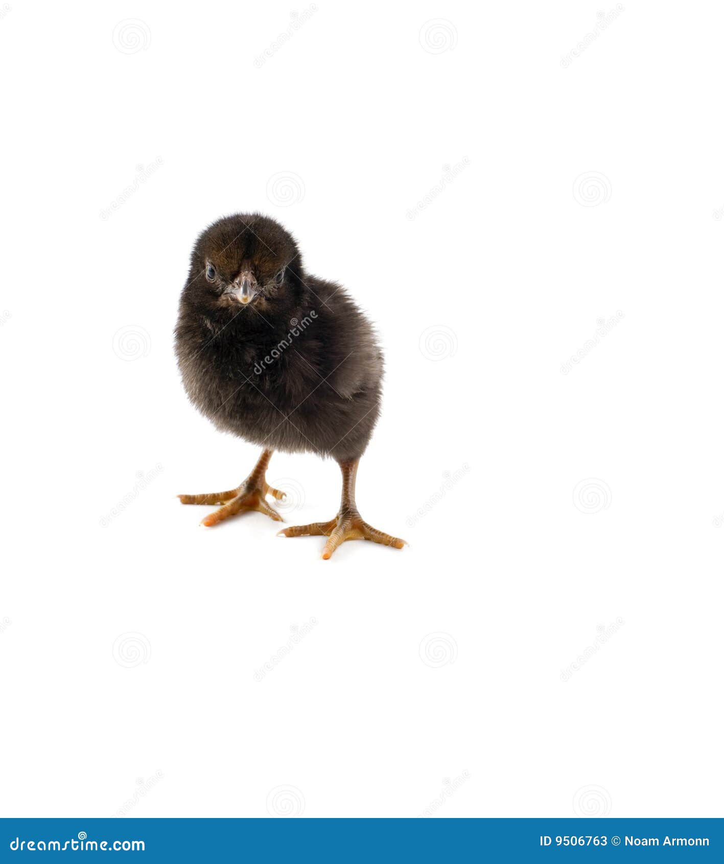 Tiny Black Chick