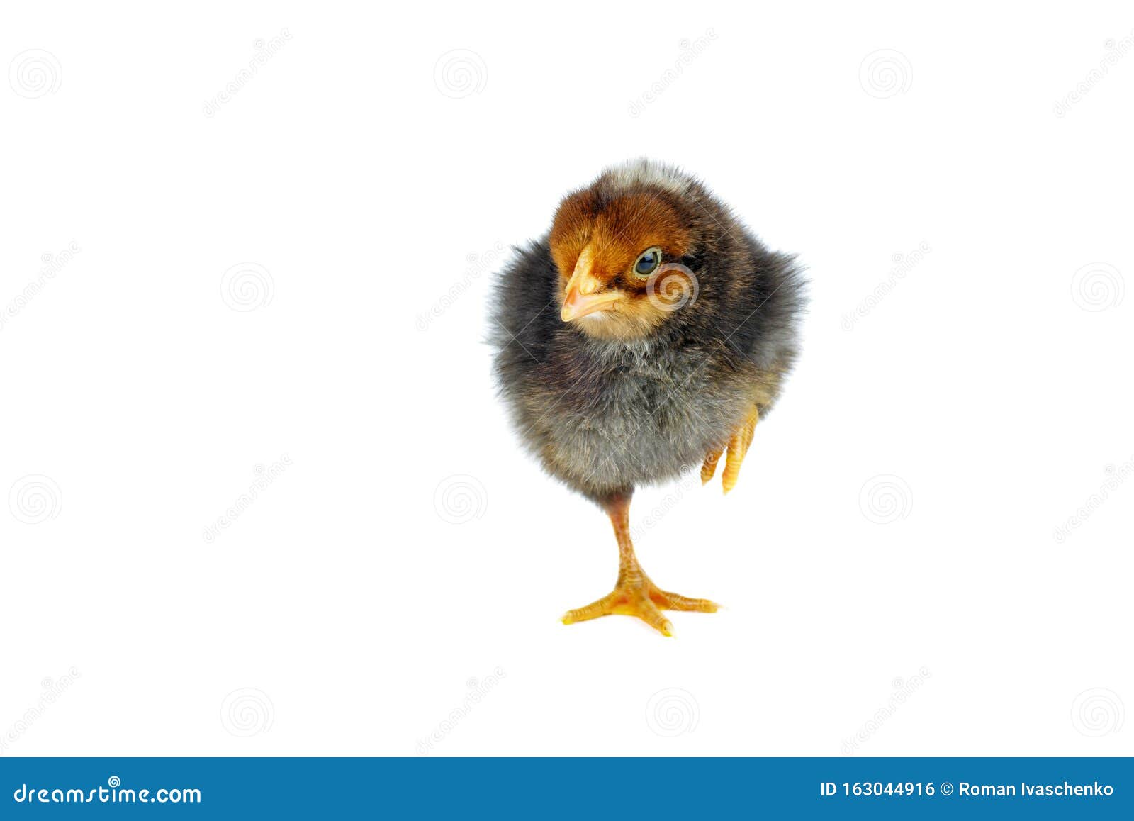 Black Chicken On White Background Stock Photo - Image of young