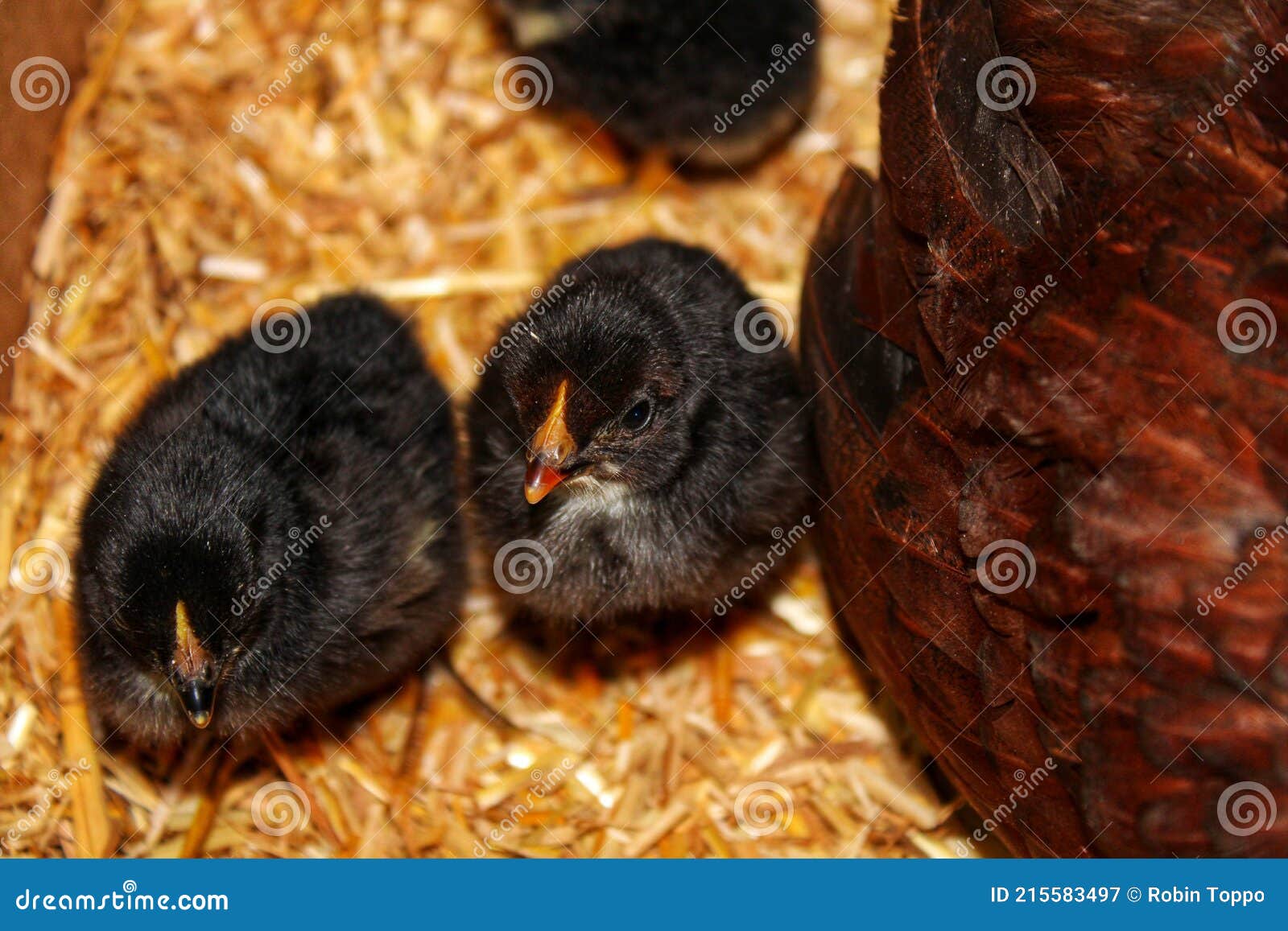 Black Chicks Stock Image Image Of Eyes Beautiful Wildlife 215583497