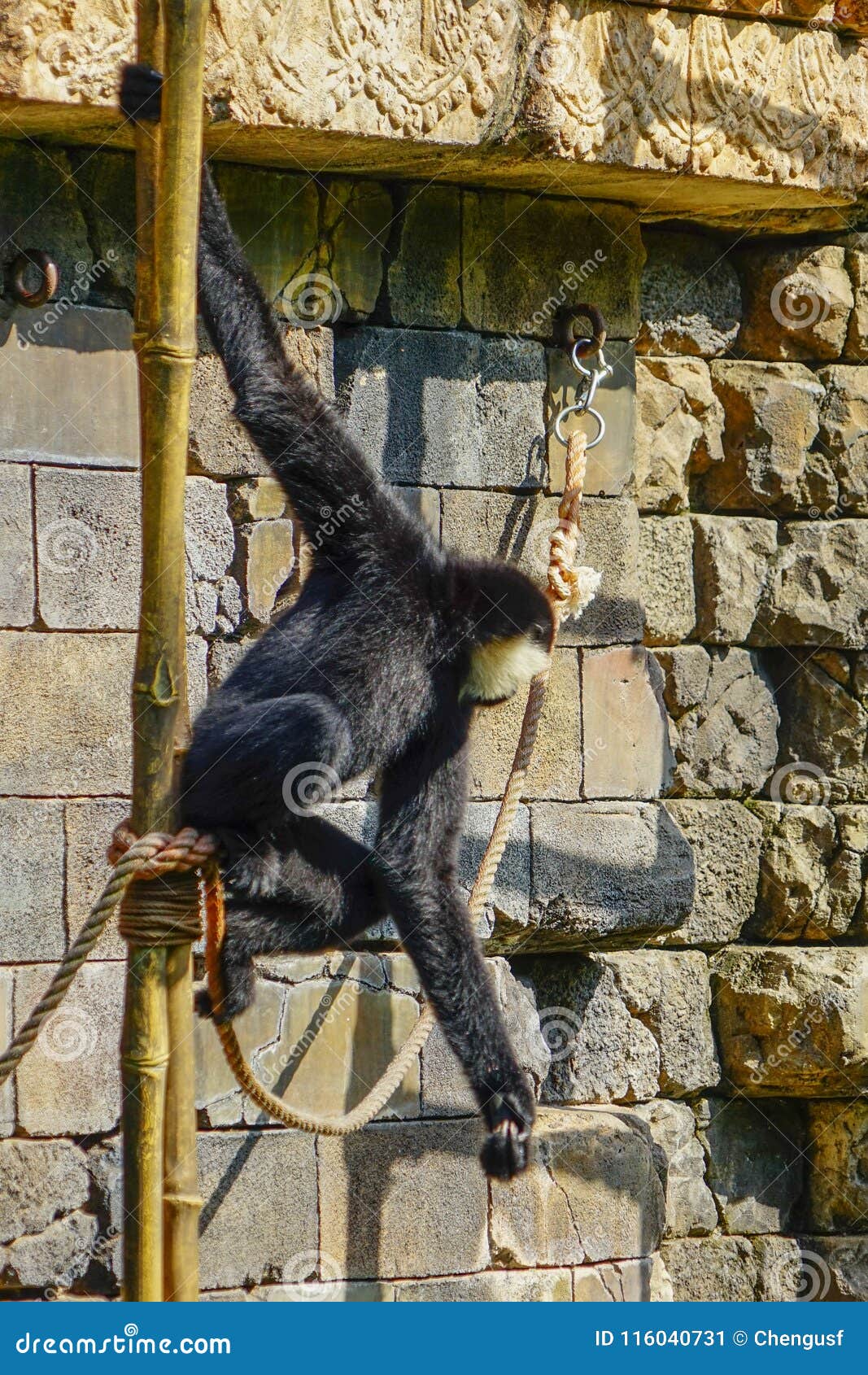 Download Black Chimpanzee Mammal Ape Stock Image - Image of black, wildlife: 116040731