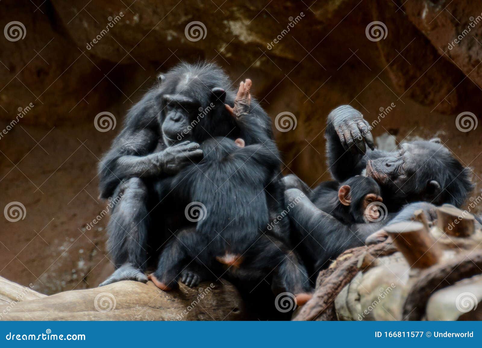 Download Black Chimpanzee Mammal Ape Stock Image - Image of creature, expression: 166811577