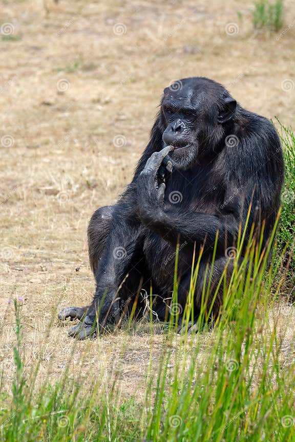 Black Chimpanzees Monkey Leaving in Safari Park Close Up Stock Photo