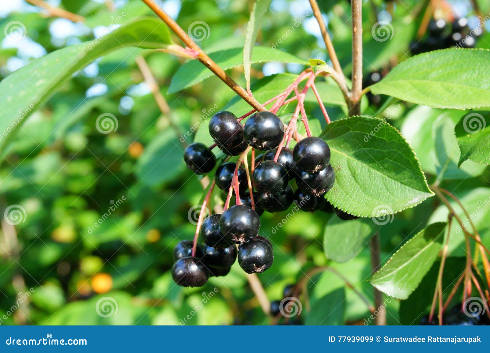 black chokeberry(aronia melanocarpa) bush with ripe berries