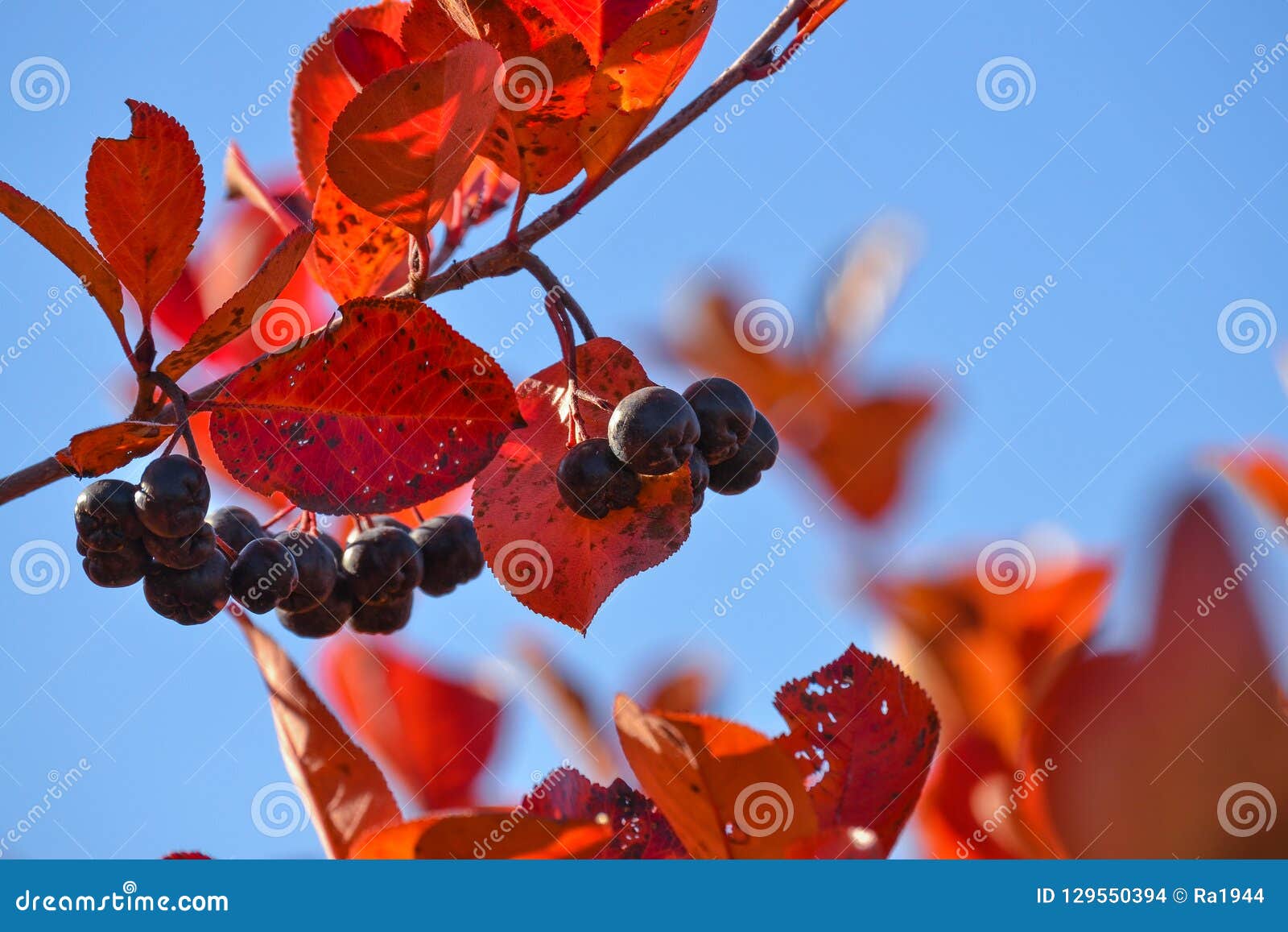 black chokeberry aronia melanocarpa. red leaves against the blue sky. autumn sunny day.