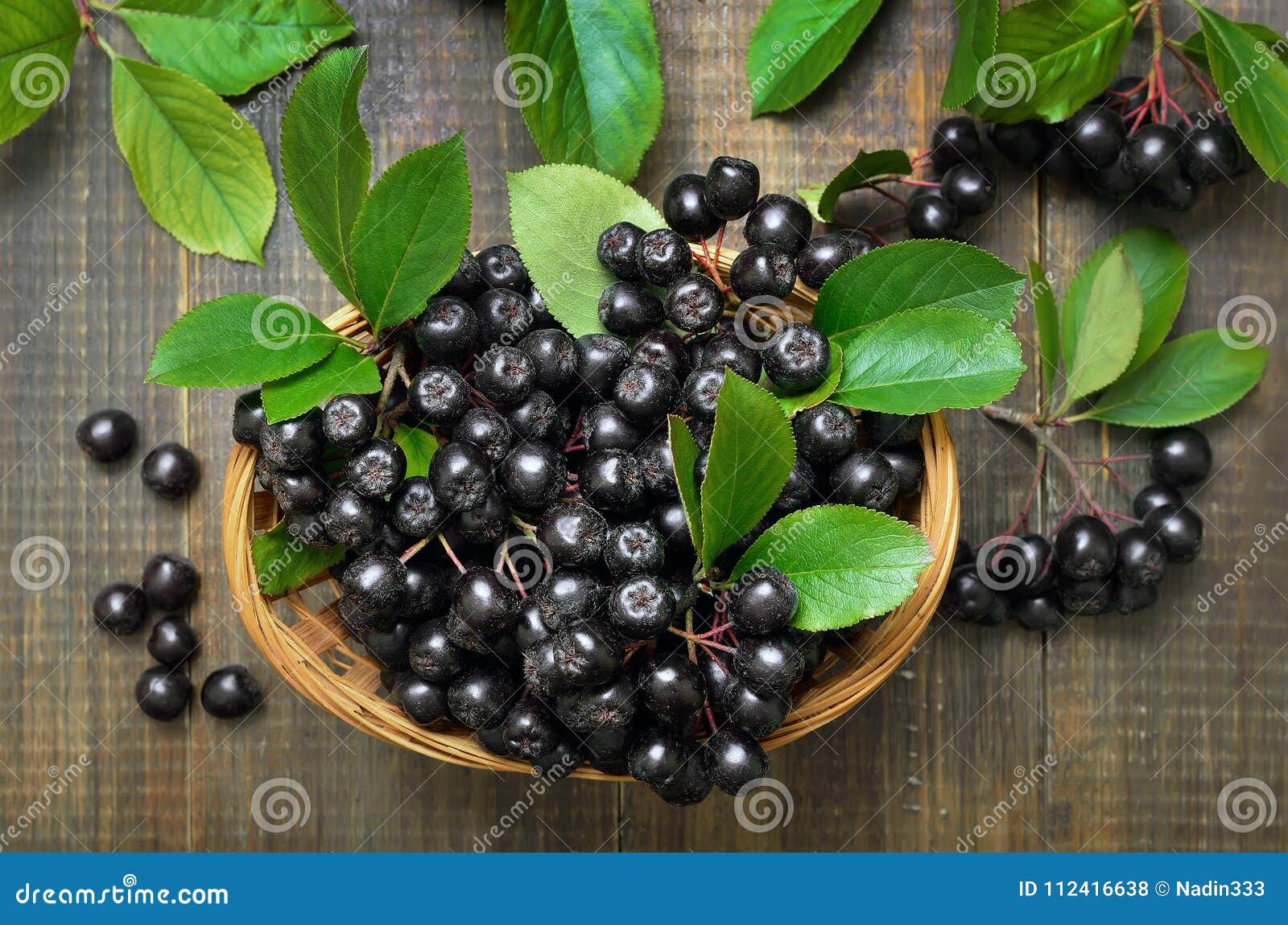 black chokeberry aronia melanocarpa in wicker basket