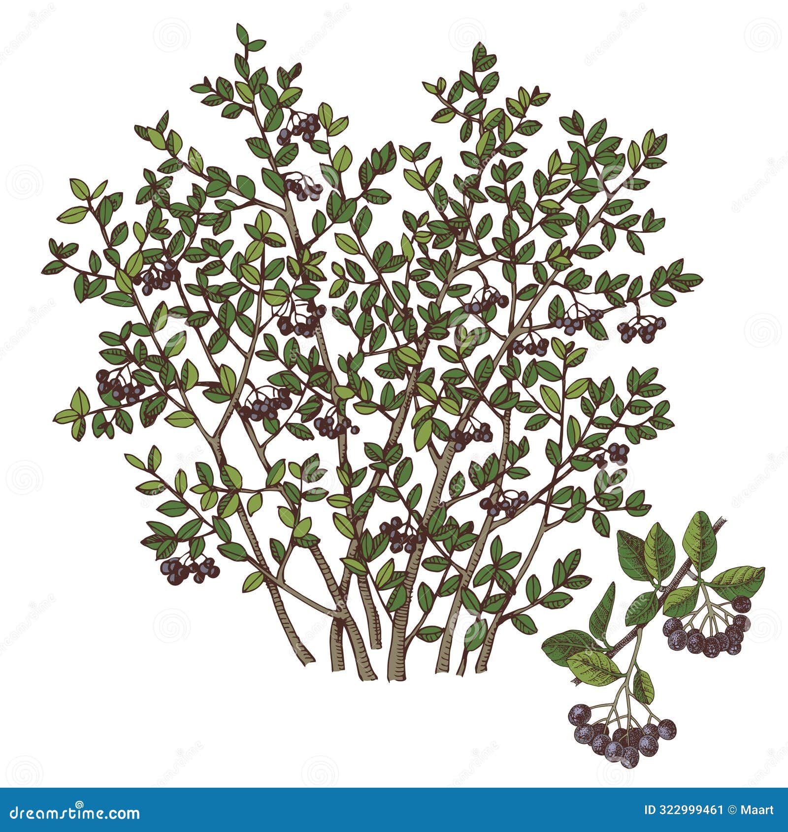 black chokeberry bush and branch with ripe berries