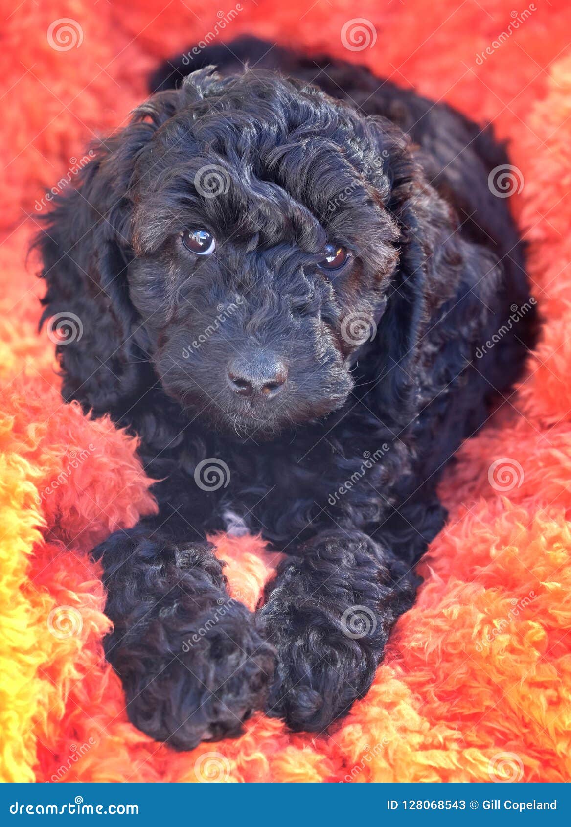 baby cockapoo puppies