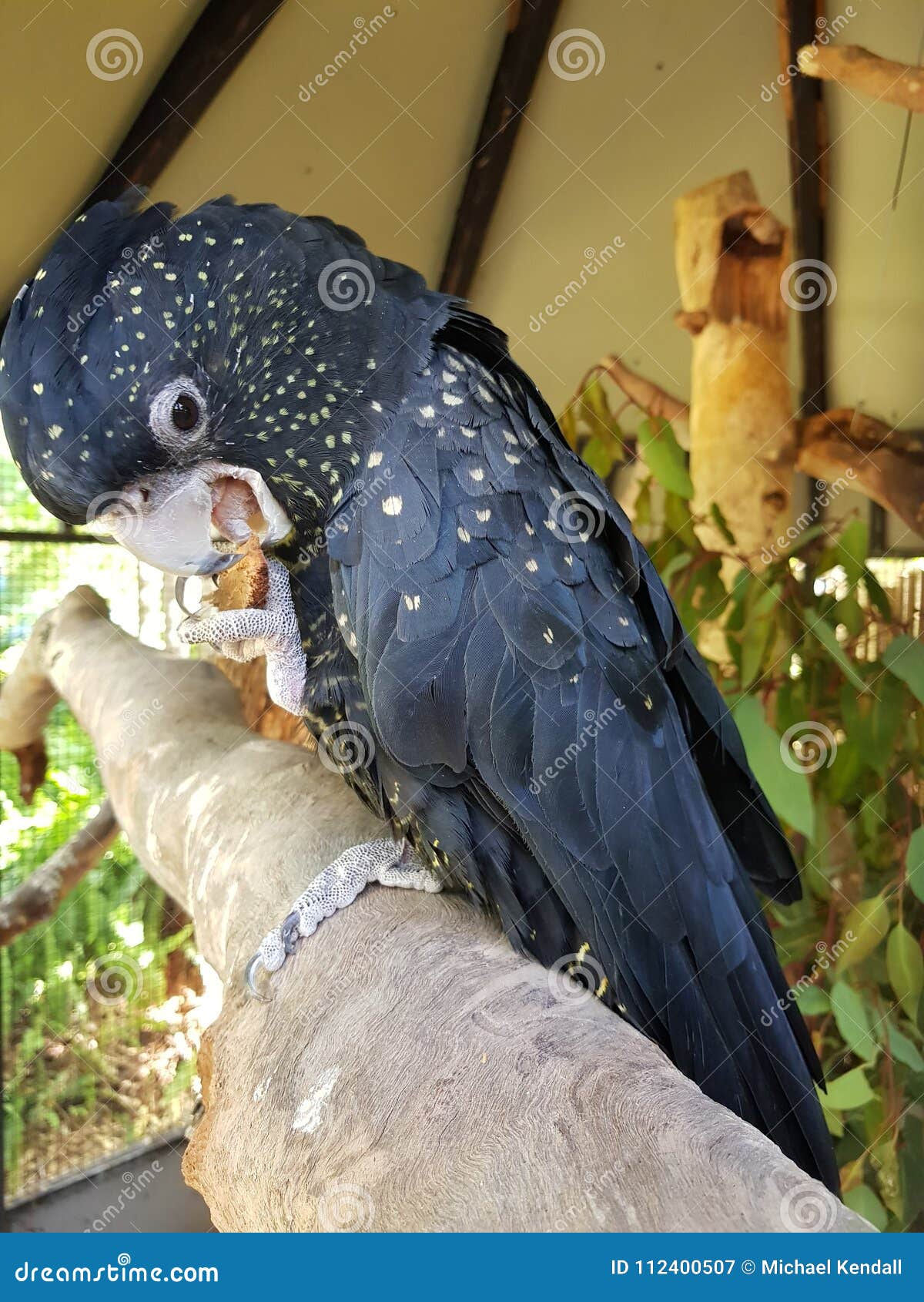 cockatiel black