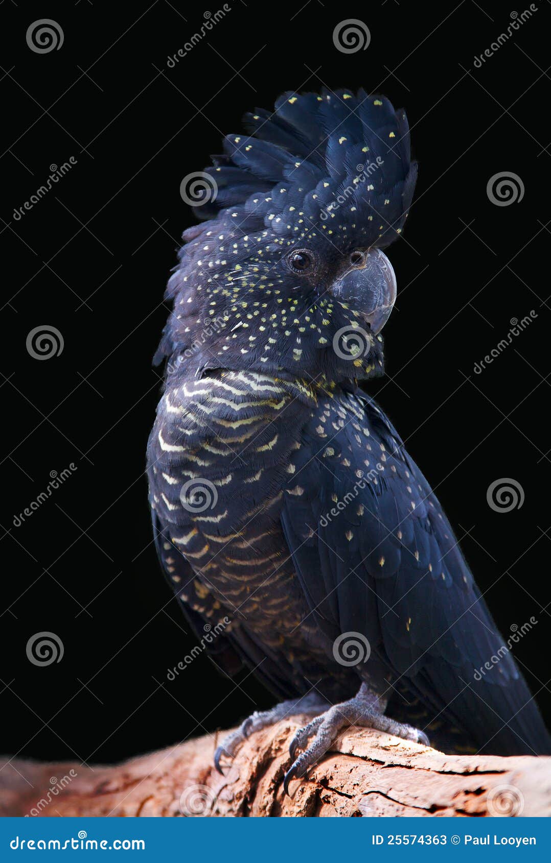 Black Cockatoo stock image. Image of rare, parrot, bird 25574363