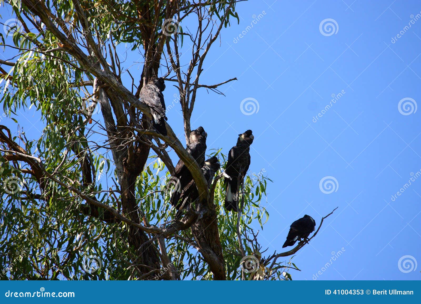 Black cockatoos stock image. Image of green, australia 41004353