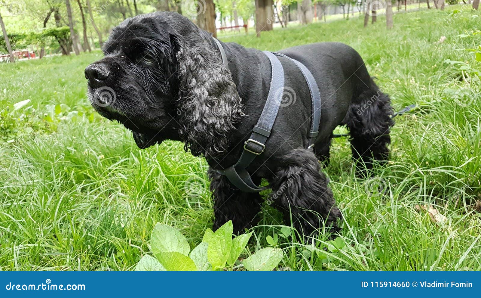 small black spaniel