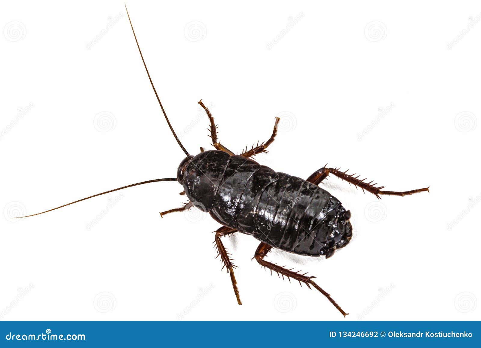 Black Cockroach, Lat. Blatta Orientalis, Isolated on White Background ...