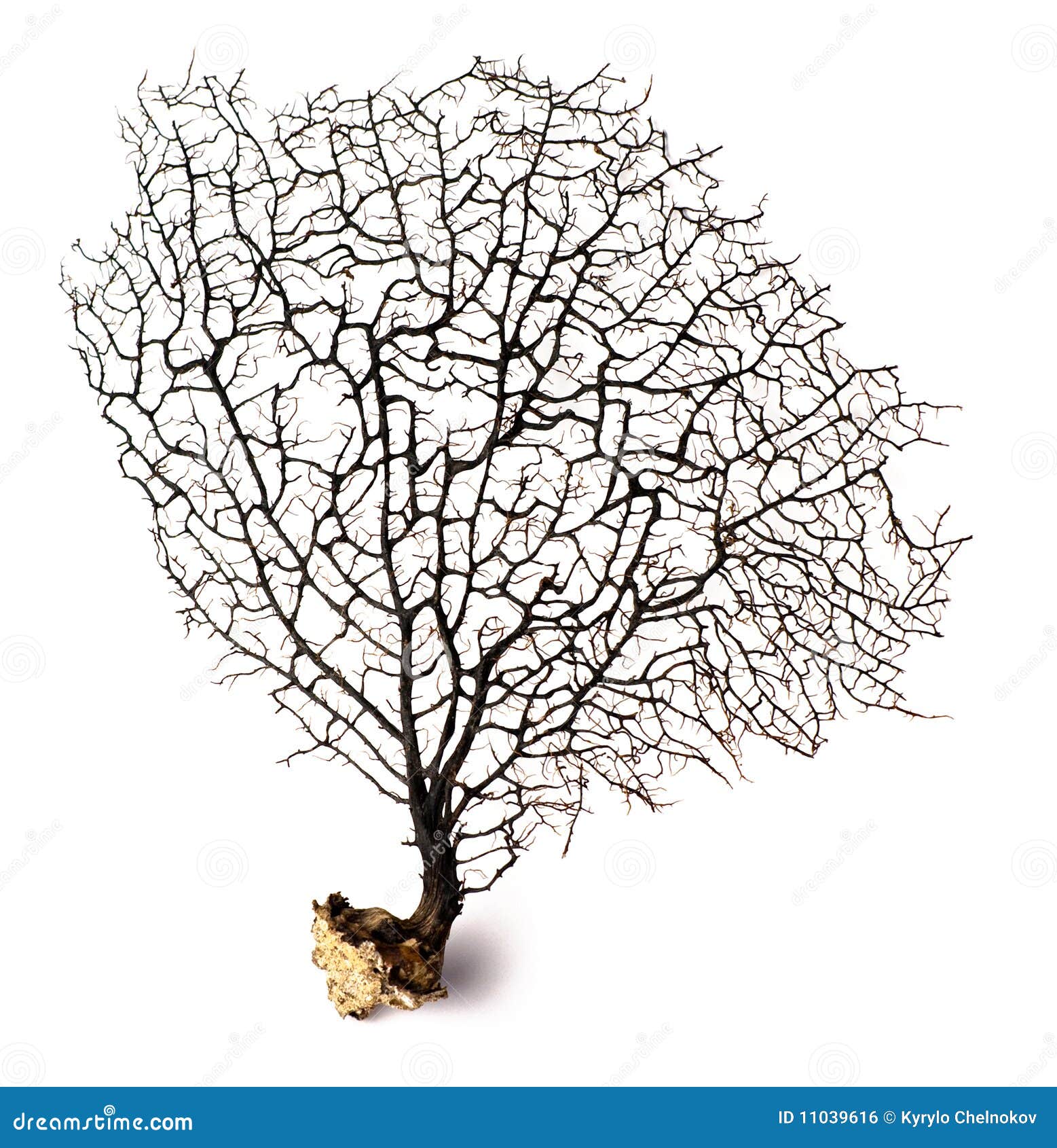 Black coral stock photo. Image of coral, background, black 11039616