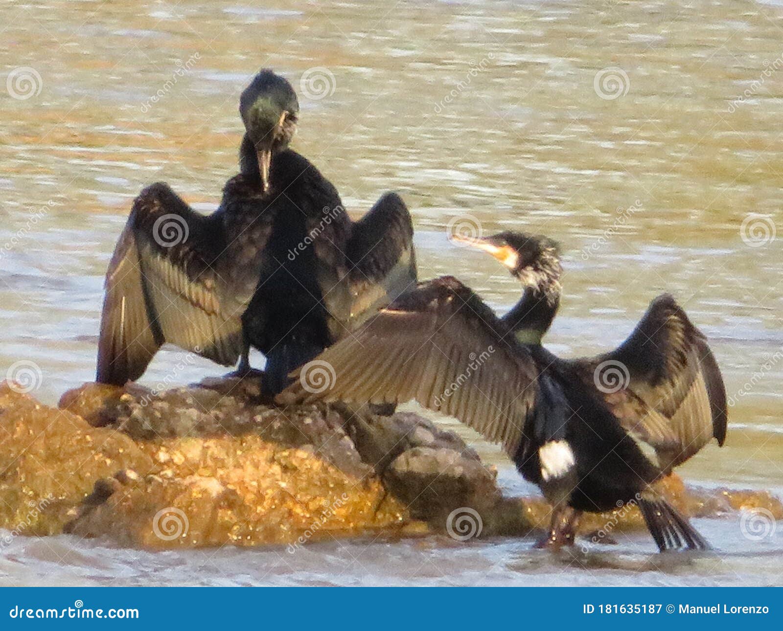 black cormorant bird fishing river couple rock